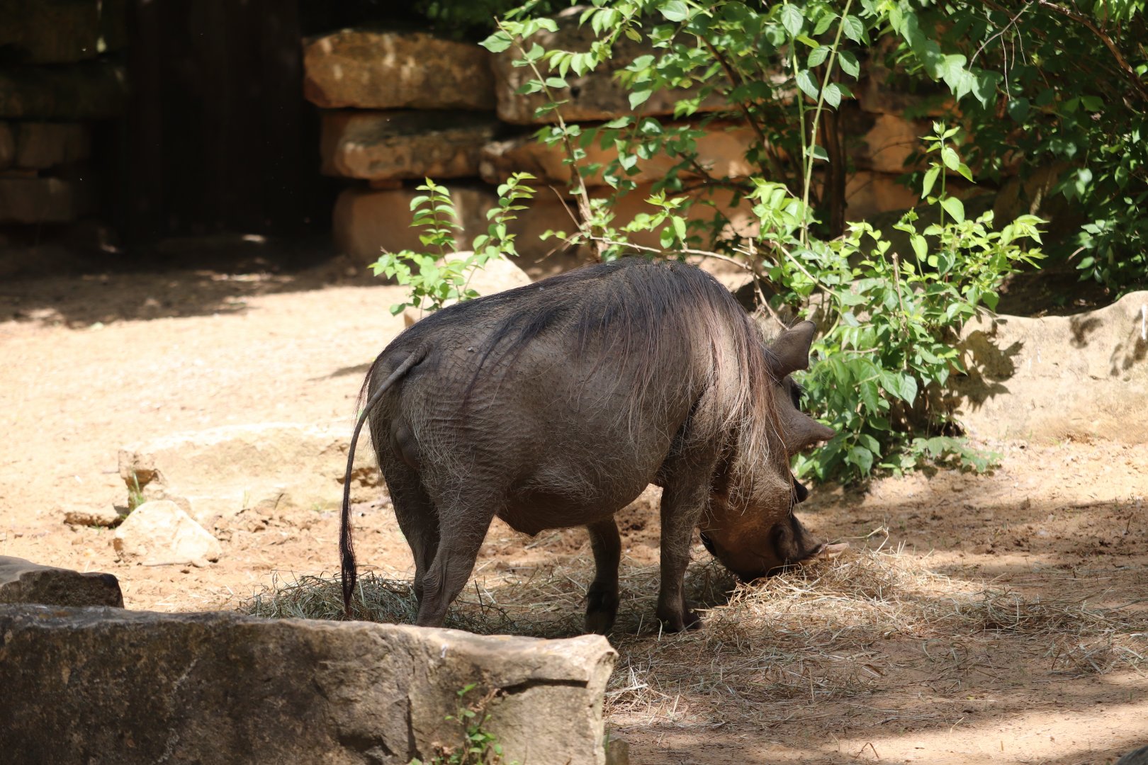 Africa - Warthog