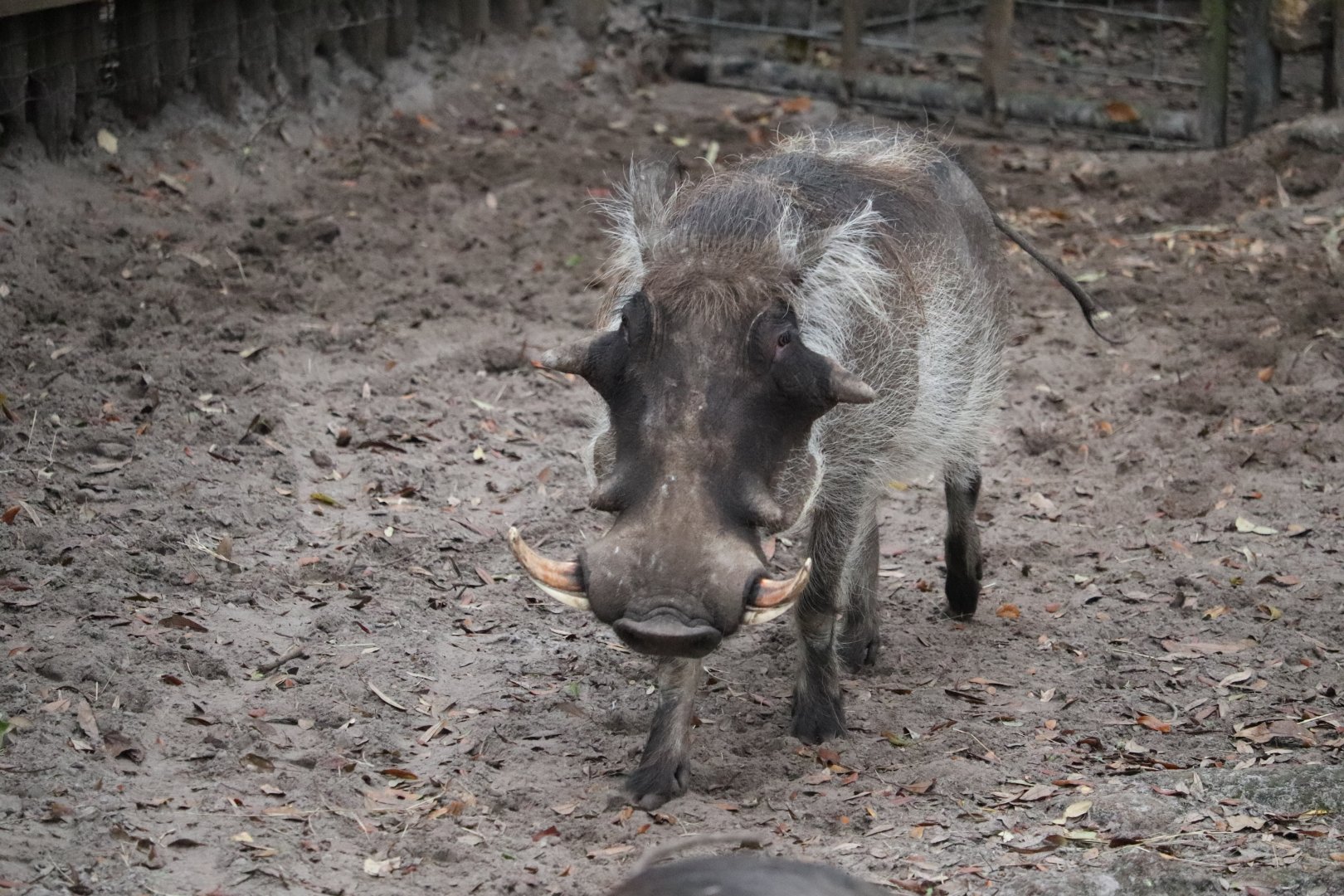 Africa - Warthog