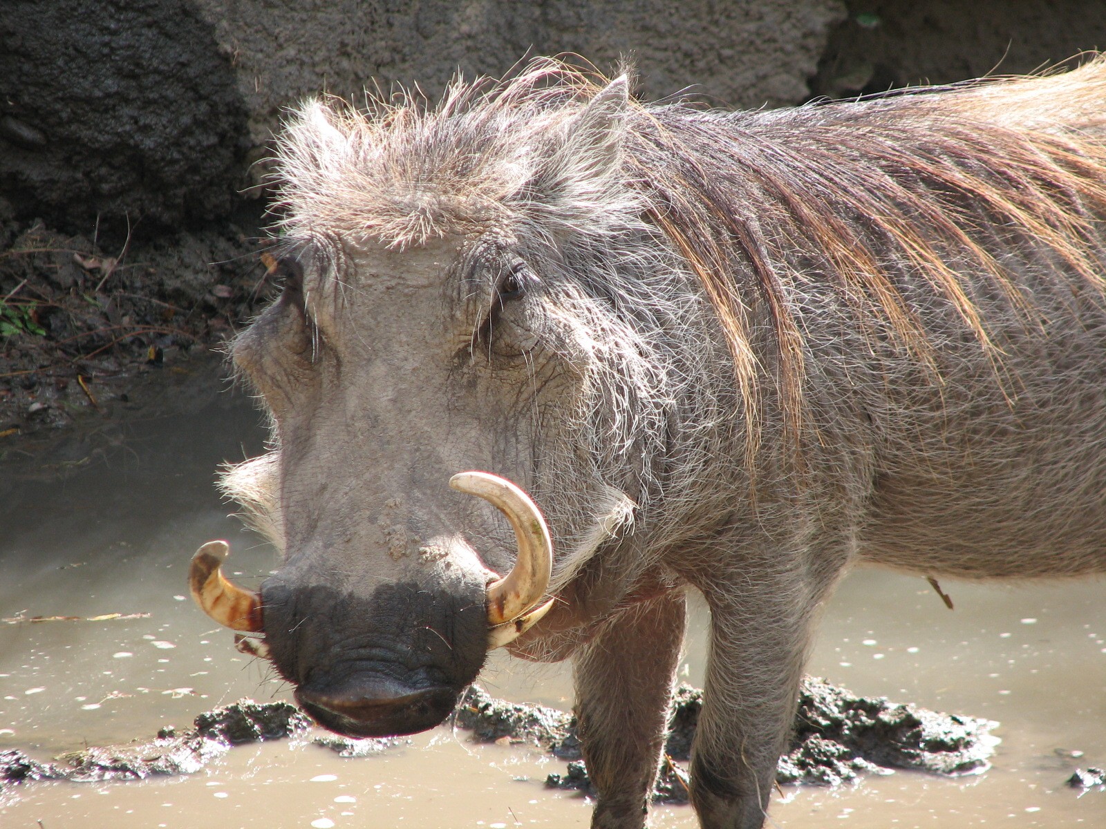 Africa - Warthog