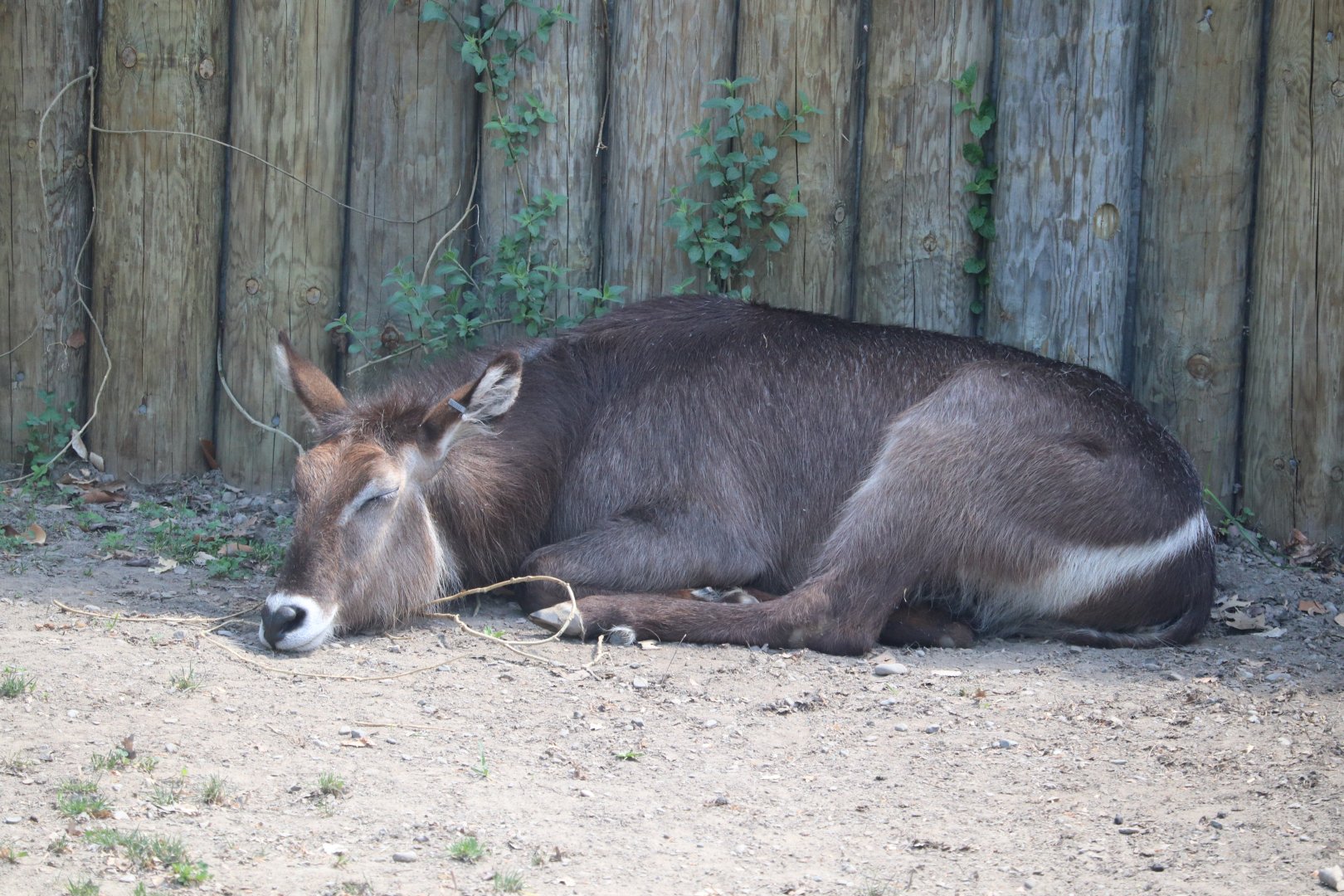 Africa - Waterbuck