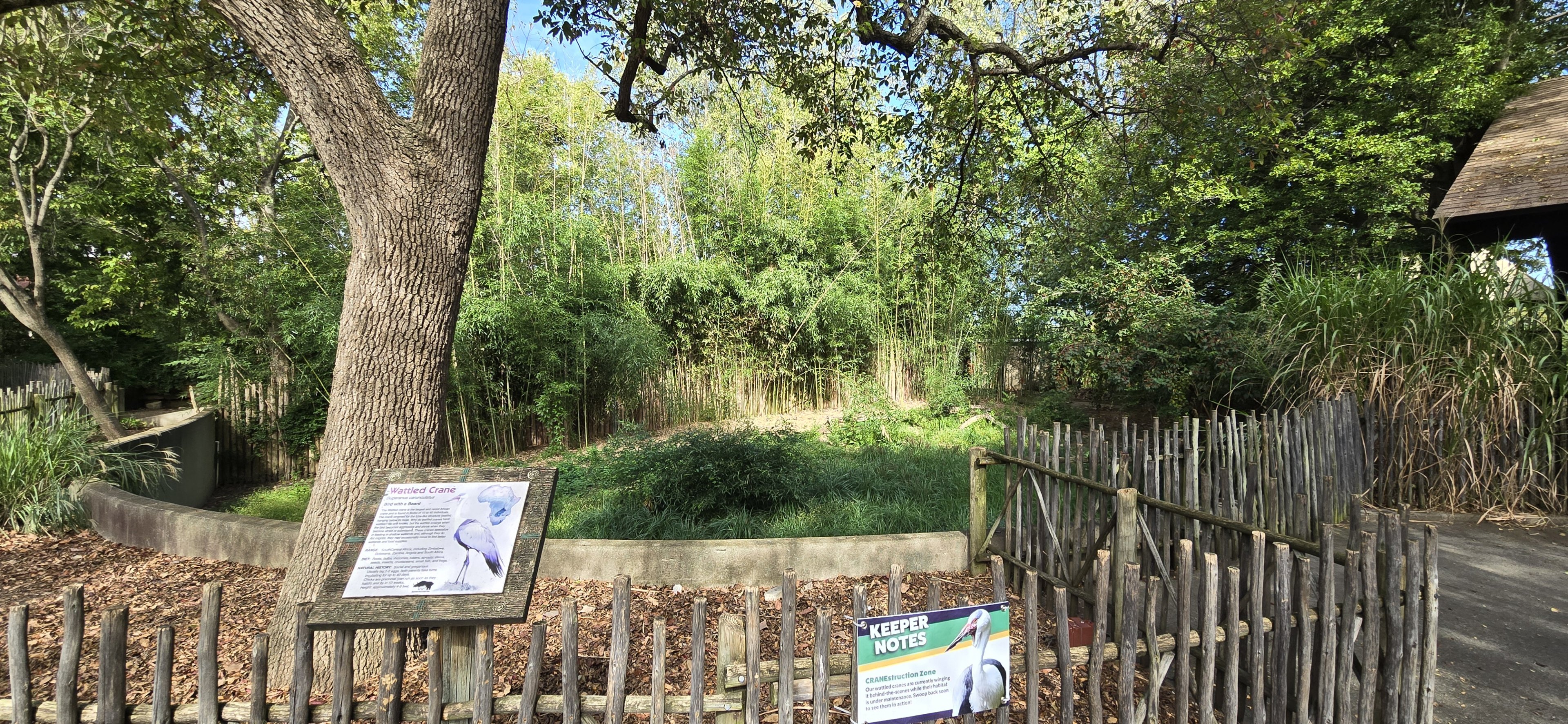 Africa - Watled crane