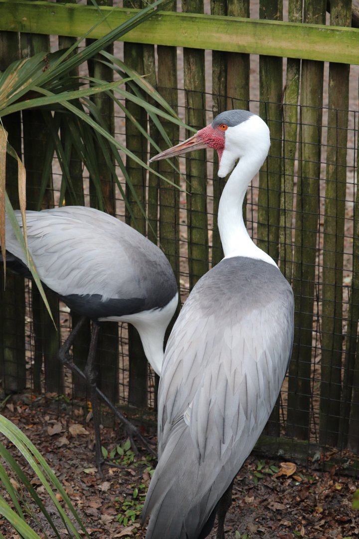 Africa - Wattled Crane
