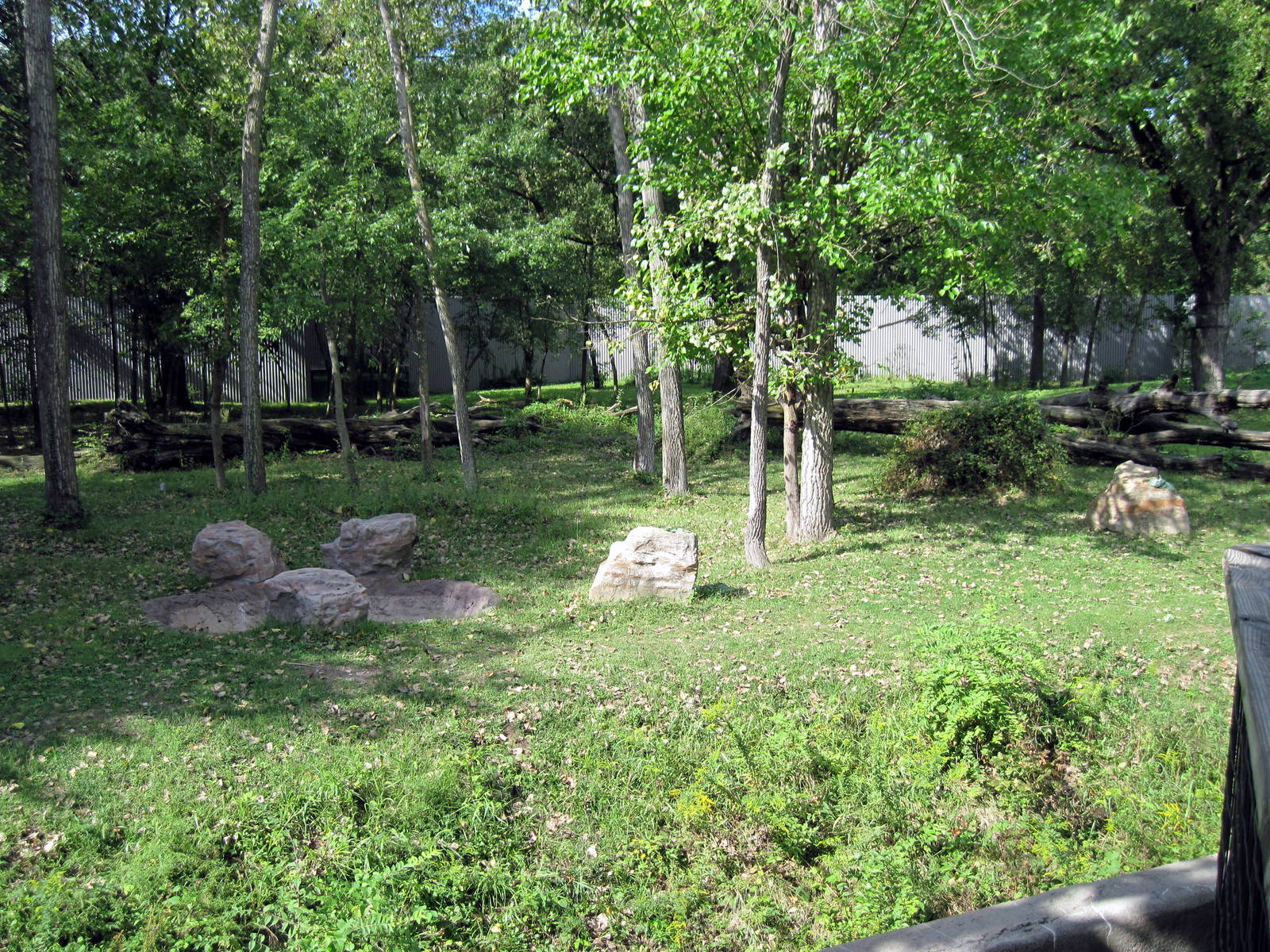 Africa-Western Gorilla Exhibit