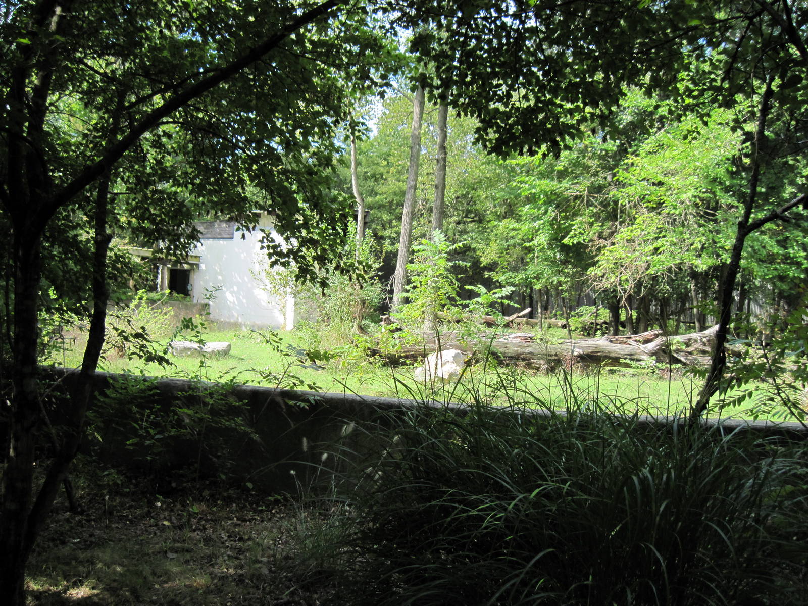 Africa-Western Gorilla Exhibit