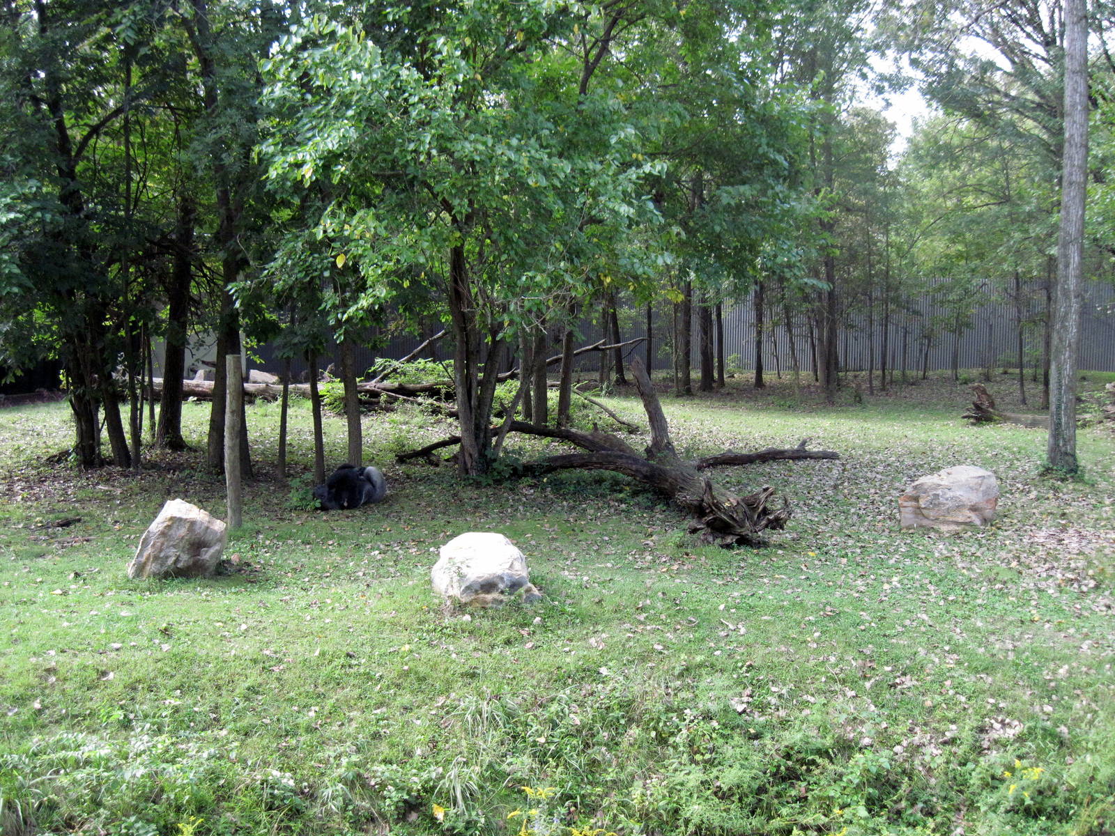 Africa-Western Gorilla Exhibit