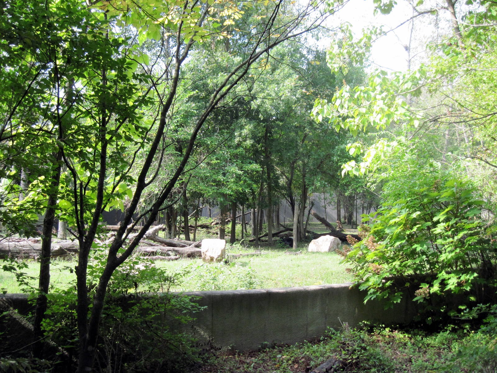 Africa-Western Gorilla Exhibit
