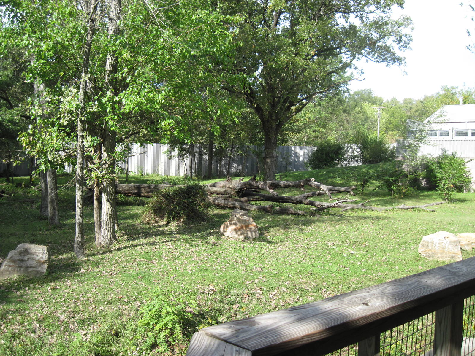Africa-Western Gorilla Exhibit