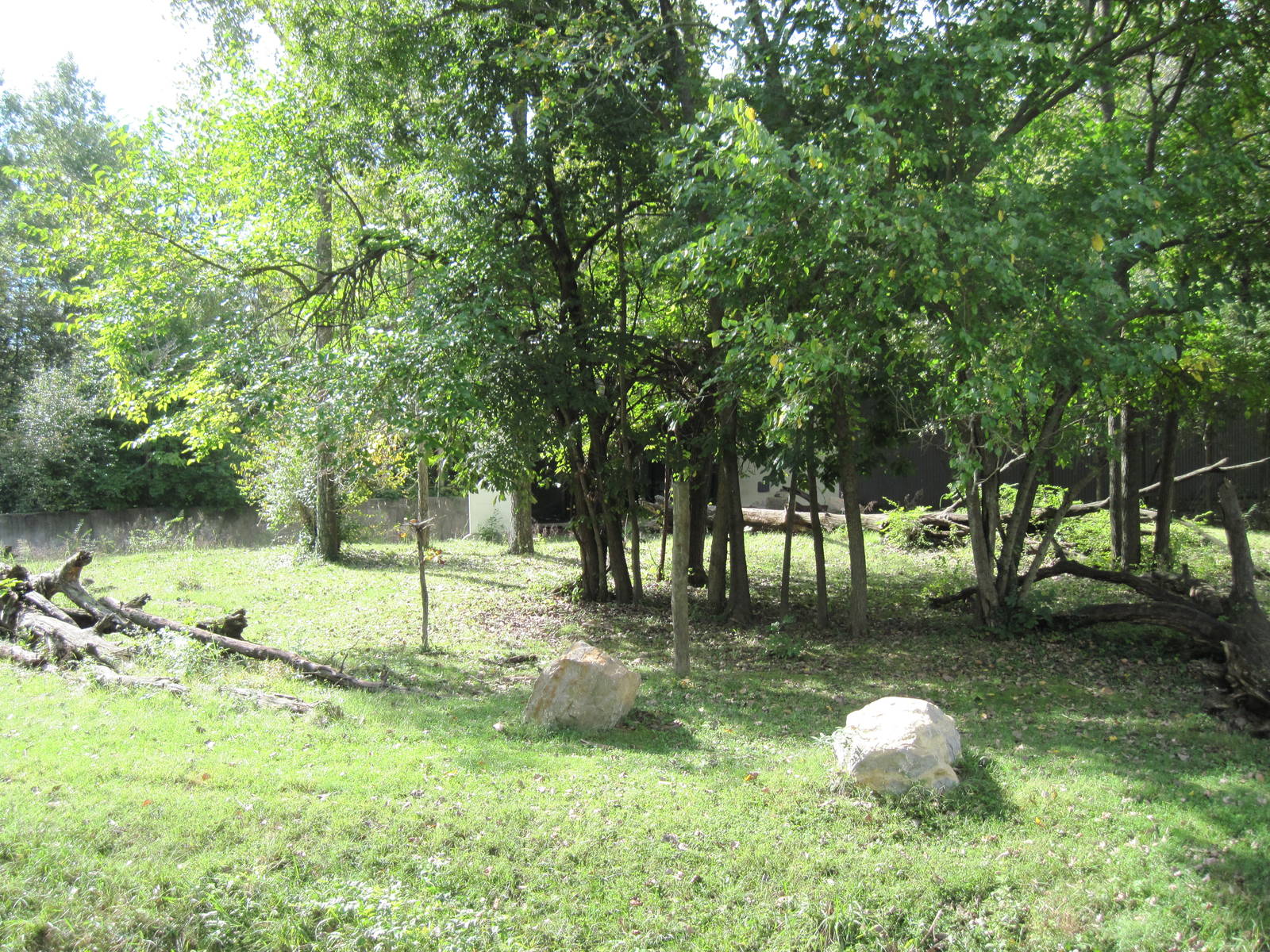 Africa-Western Gorilla Exhibit