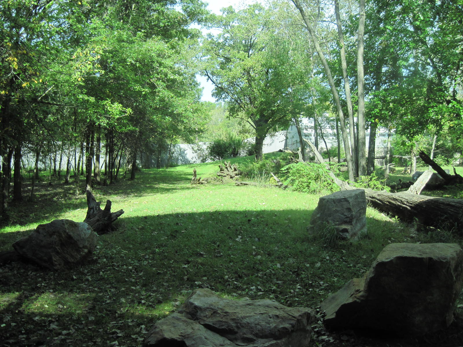 Africa-Western Gorilla Exhibit