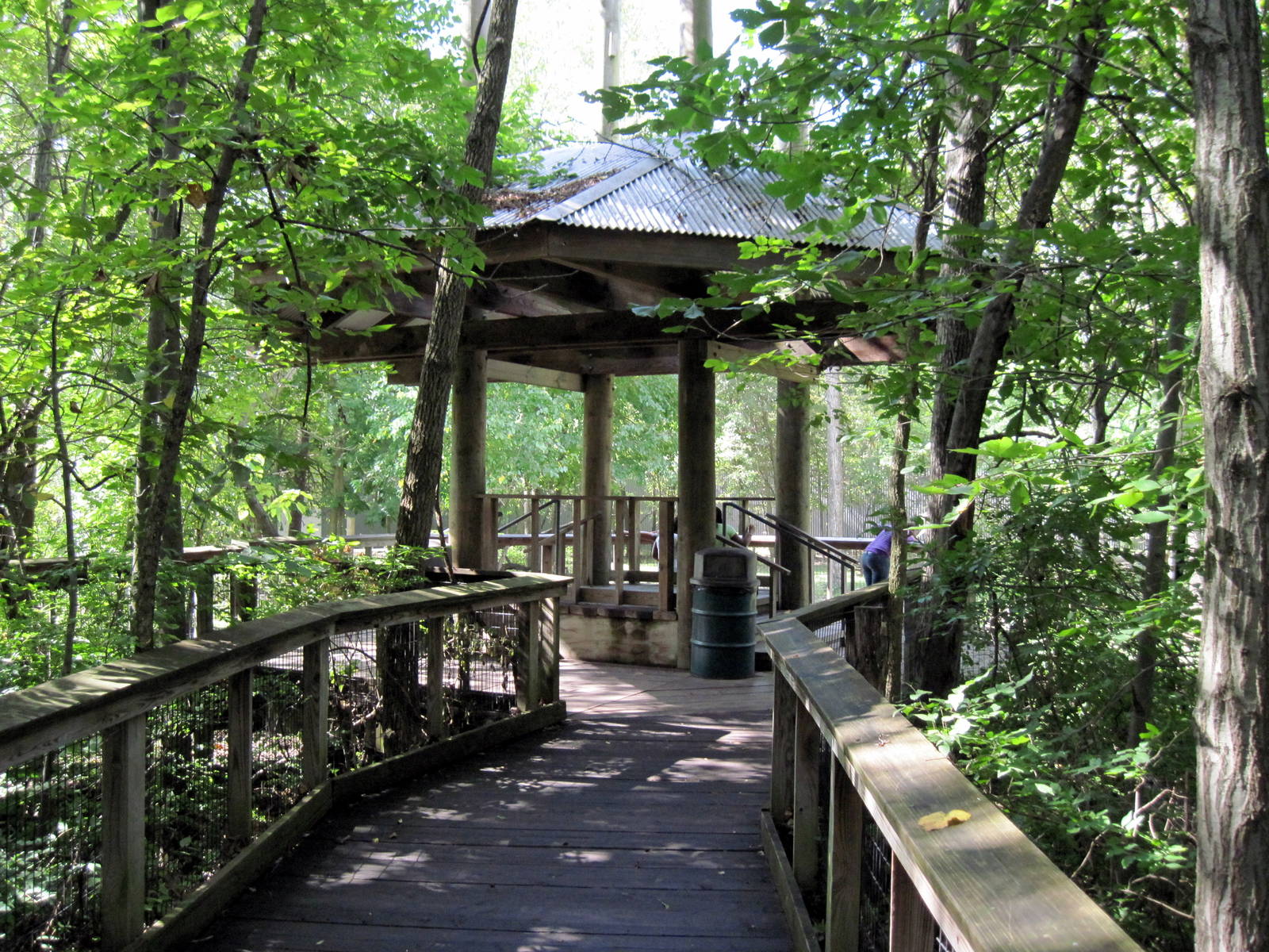 Africa-Western Gorilla Viewing Deck