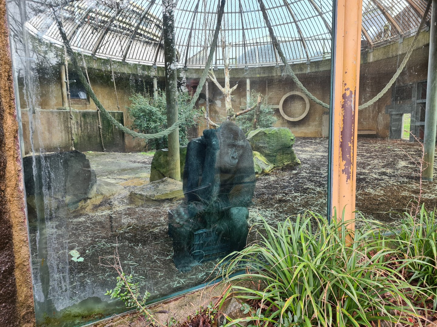 Africa - Western lowland gorilla (Thabo)