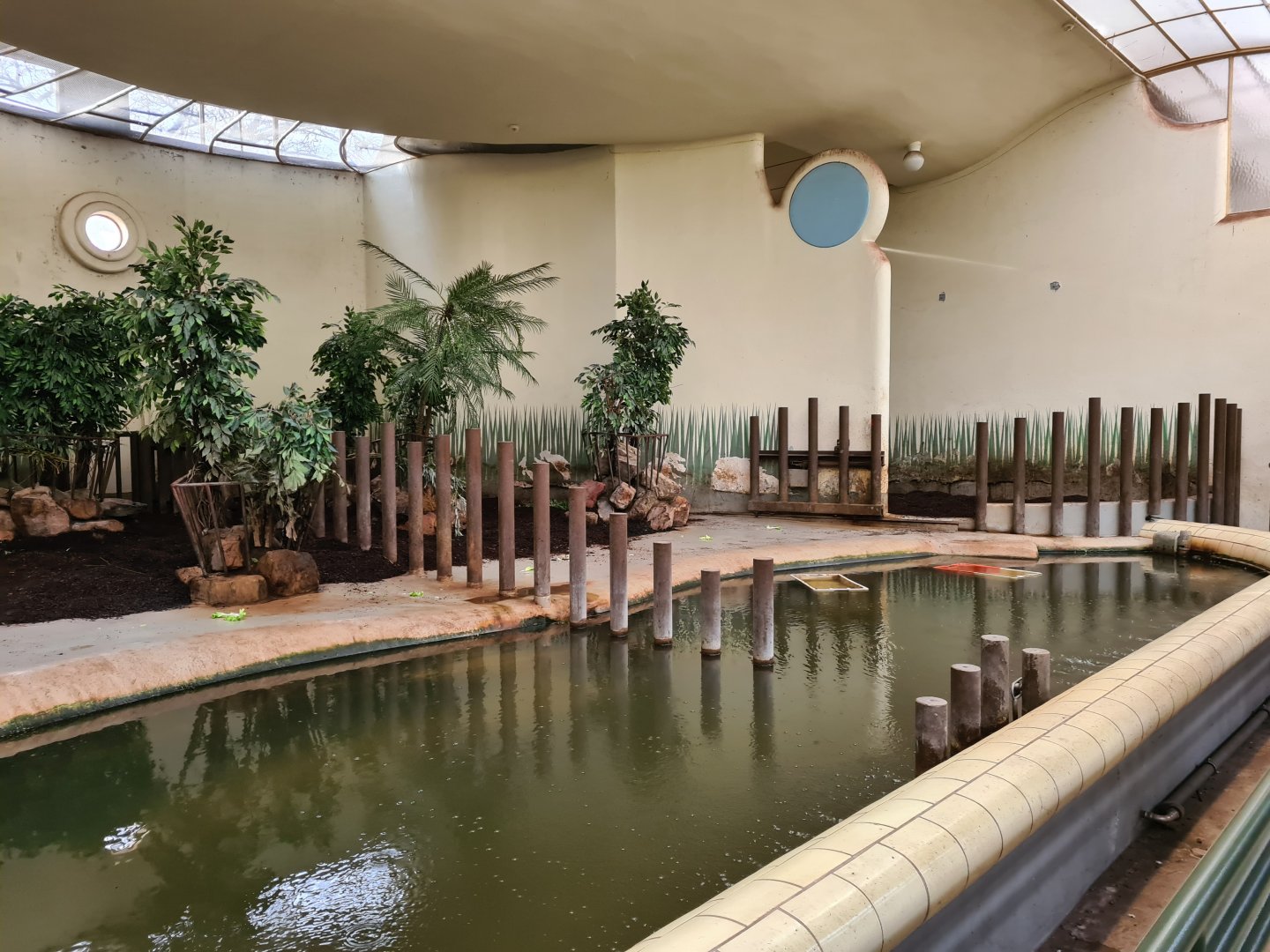 Africa - Western Pygmy hippopotamus indoor enclosure