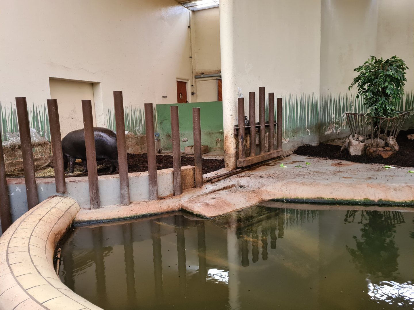 Africa - Western Pygmy hippopotamus indoor enclosure