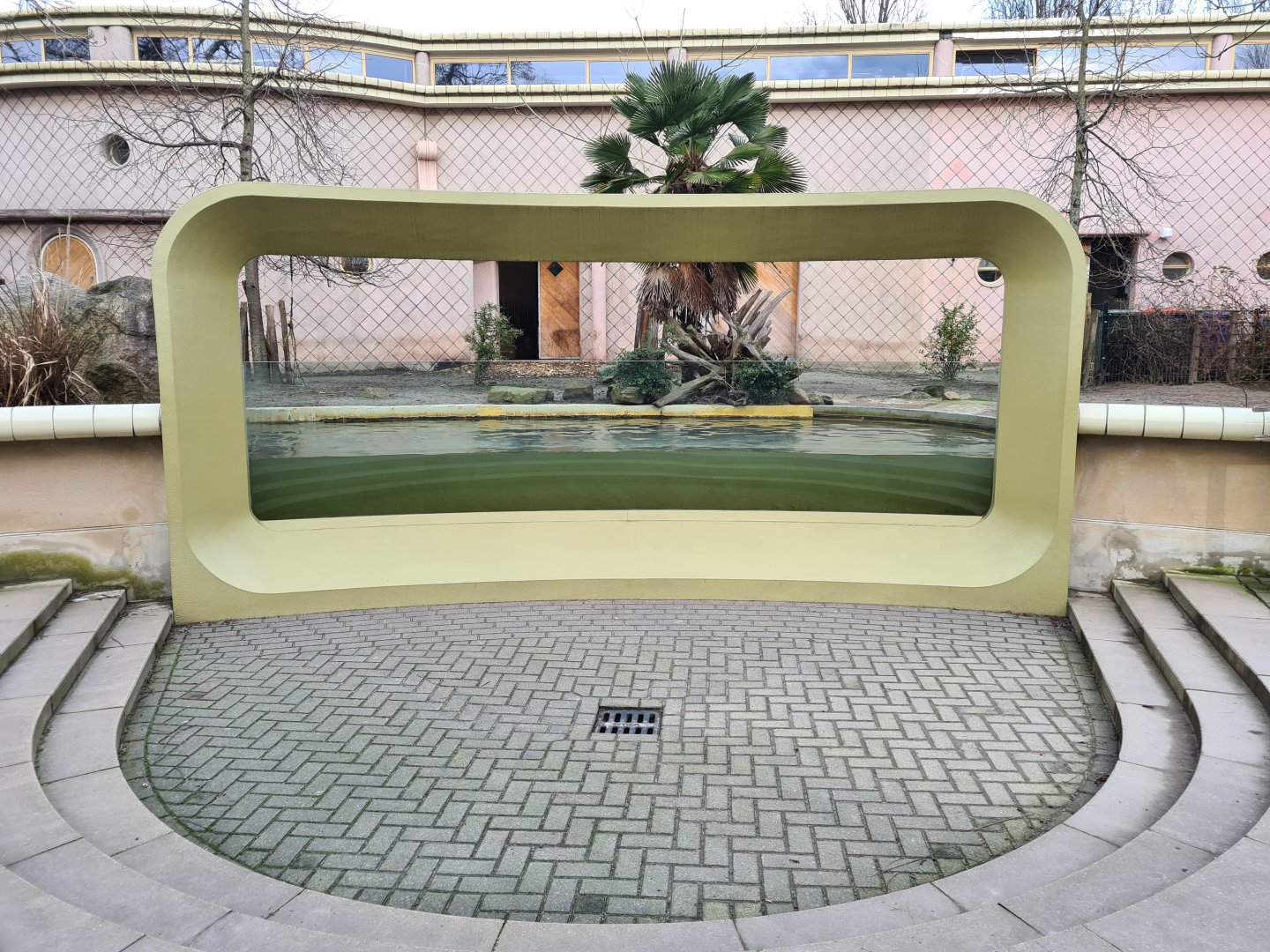 Africa - Western Pygmy hippopotamus viewing window