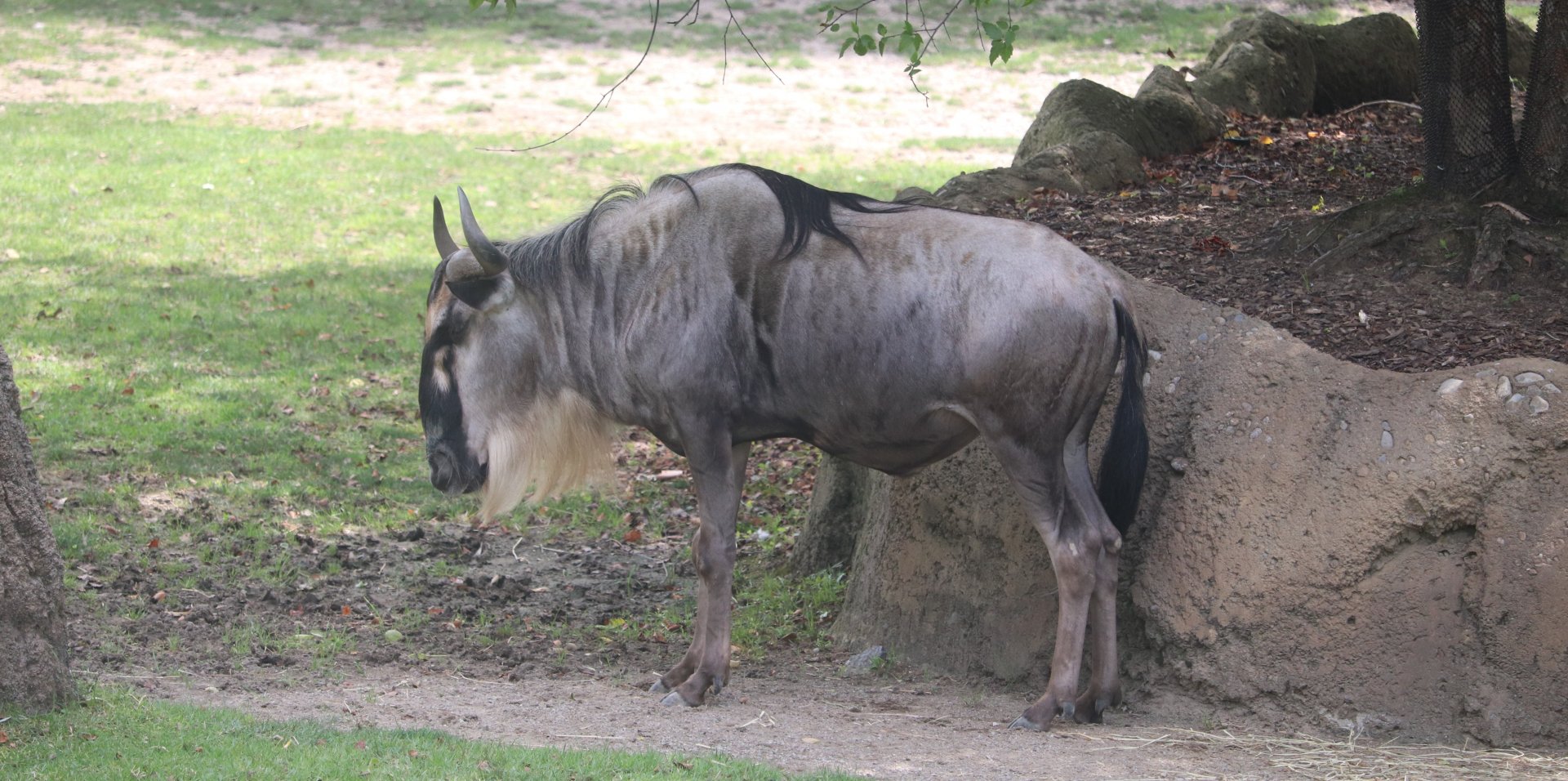 Africa - White-Bearded Wildebeest