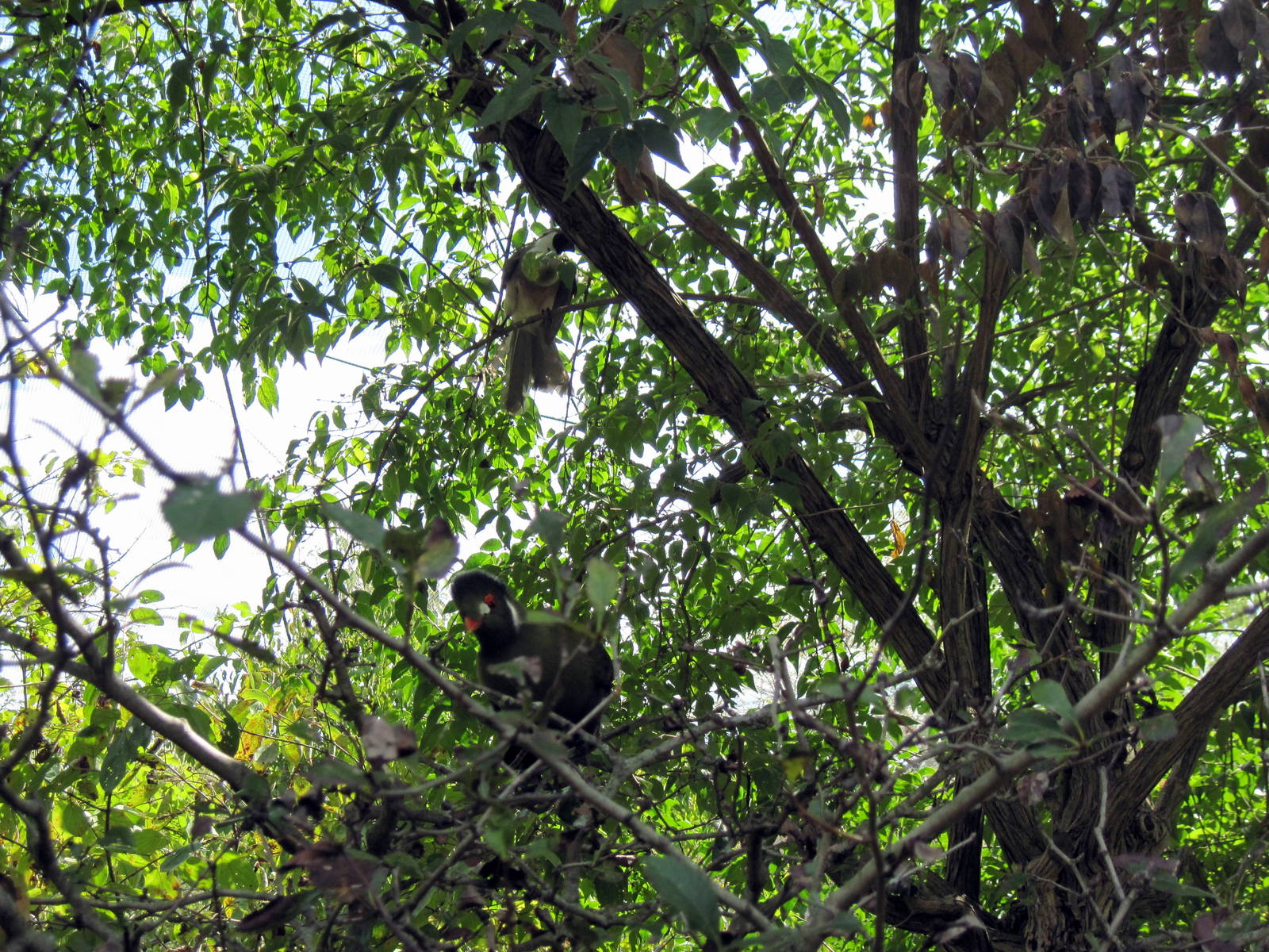 Africa-White-cheeked Turaco and Bare-faced Go-away Bird