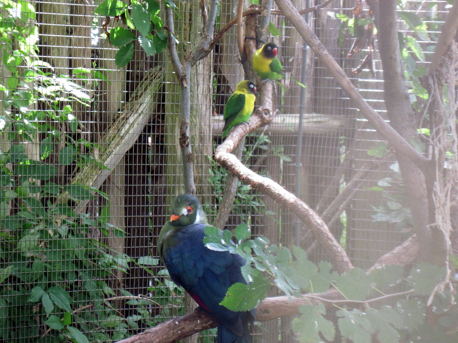 Africa-White-cheeked Turaco and Masked Lovebirds