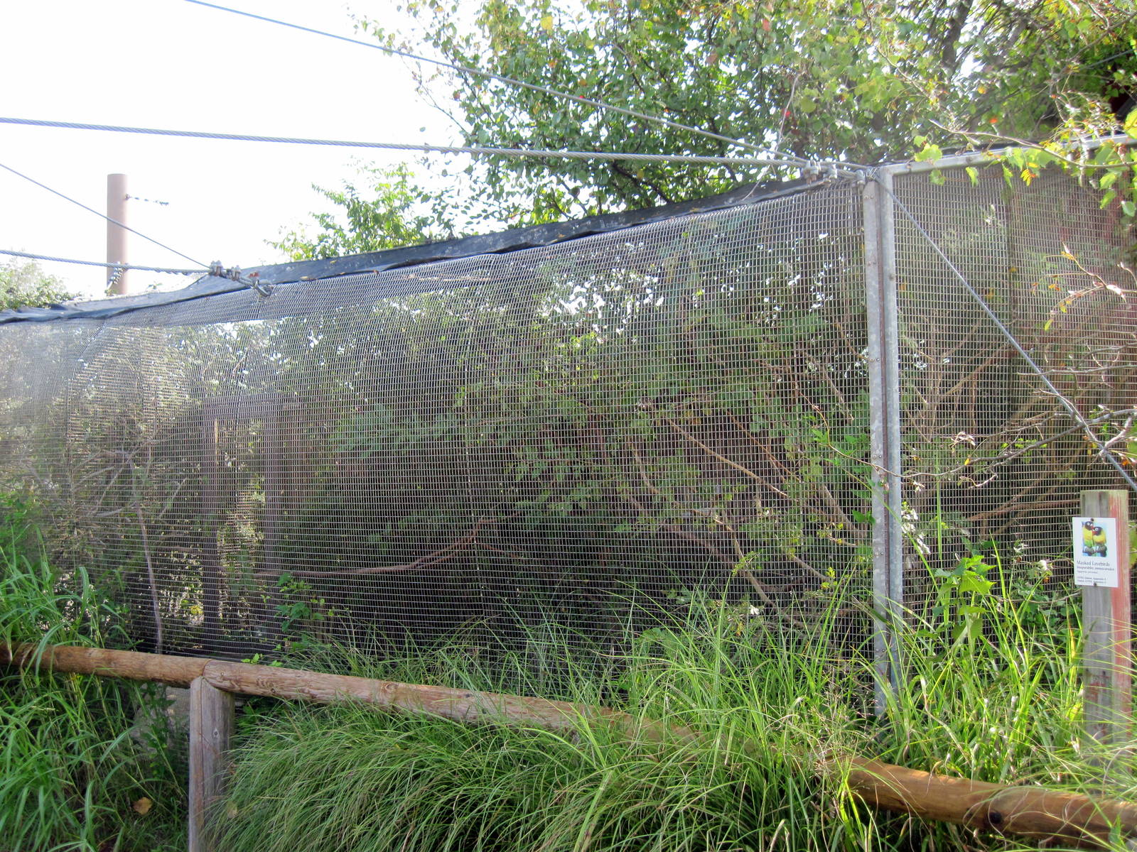 Africa-White-cheeked Turaco/Masked Lovebird Exhibit