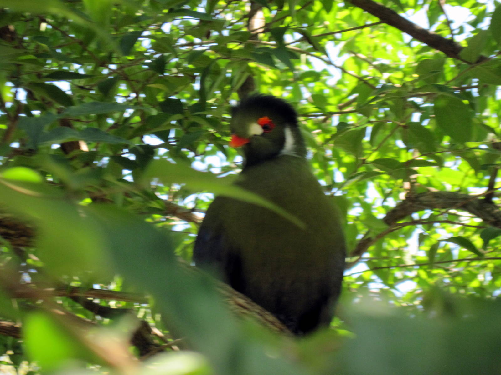 Africa-White-cheeked Turaco