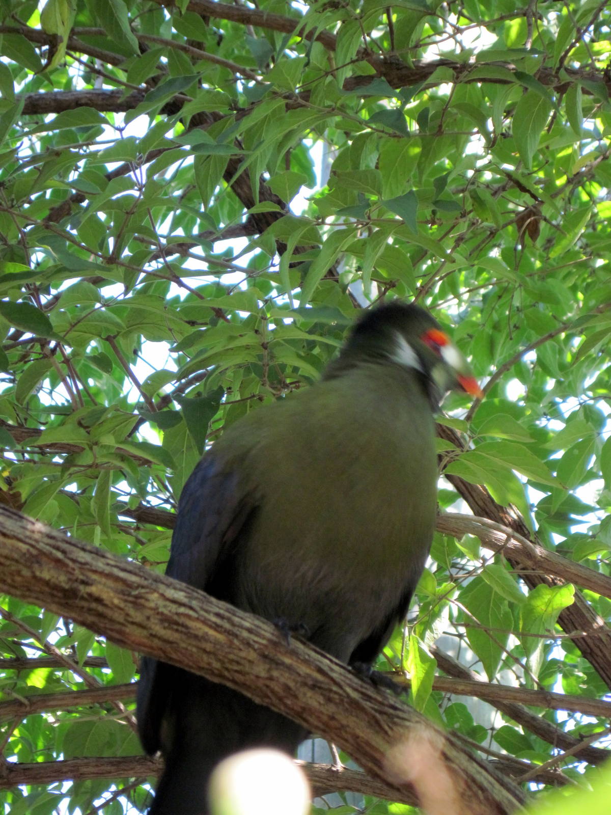 Africa-White-cheeked Turaco