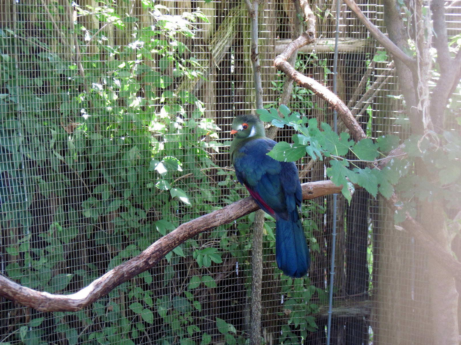 Africa-White-cheeked Turaco