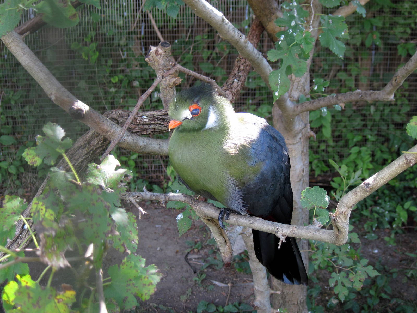Africa-White-cheeked Turaco