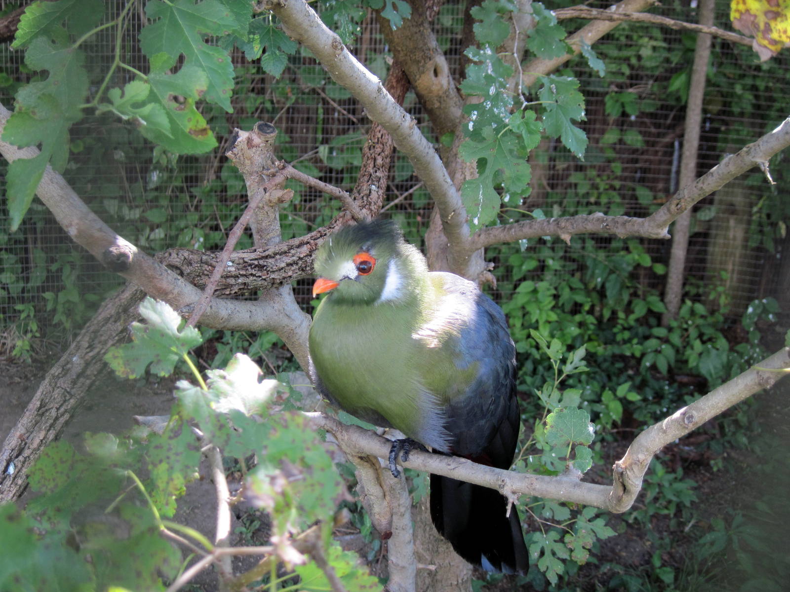 Africa-White-cheeked Turaco