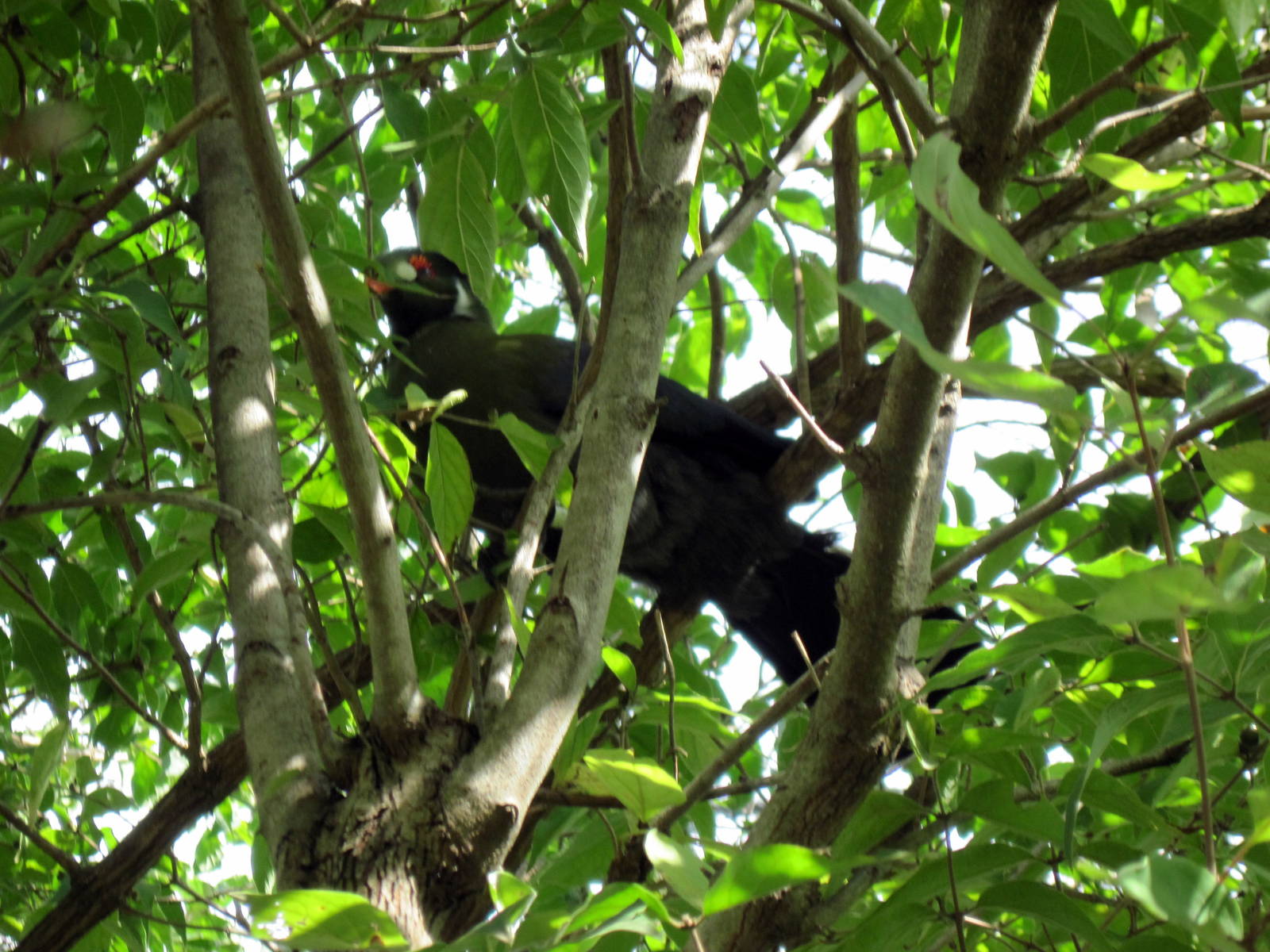 Africa-White-cheeked Turaco