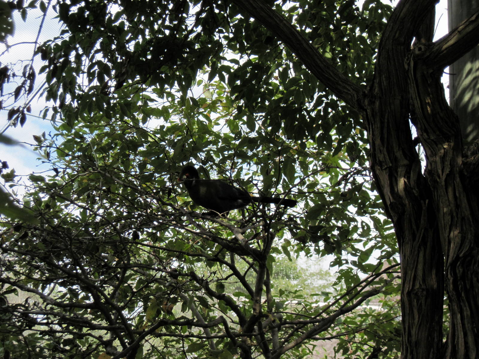 Africa-White-cheeked Turaco
