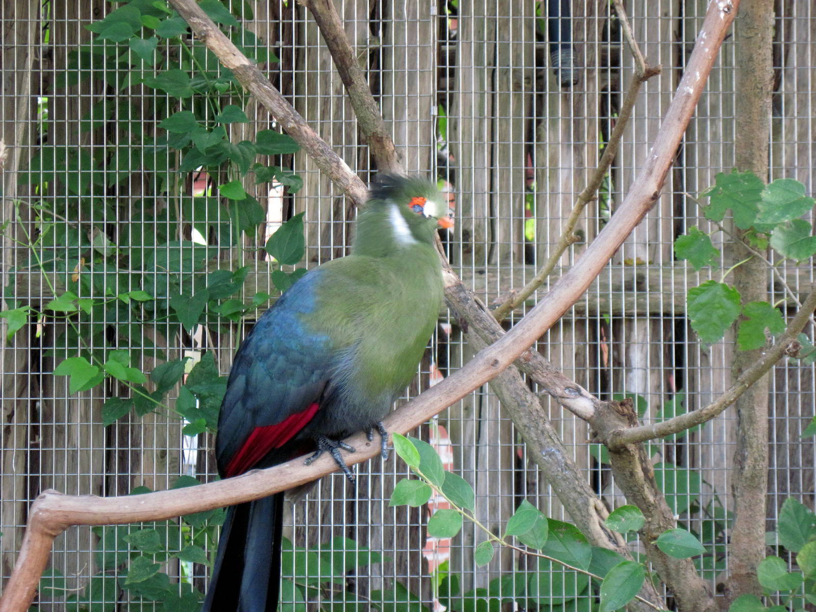 Africa-White-cheeked Turaco