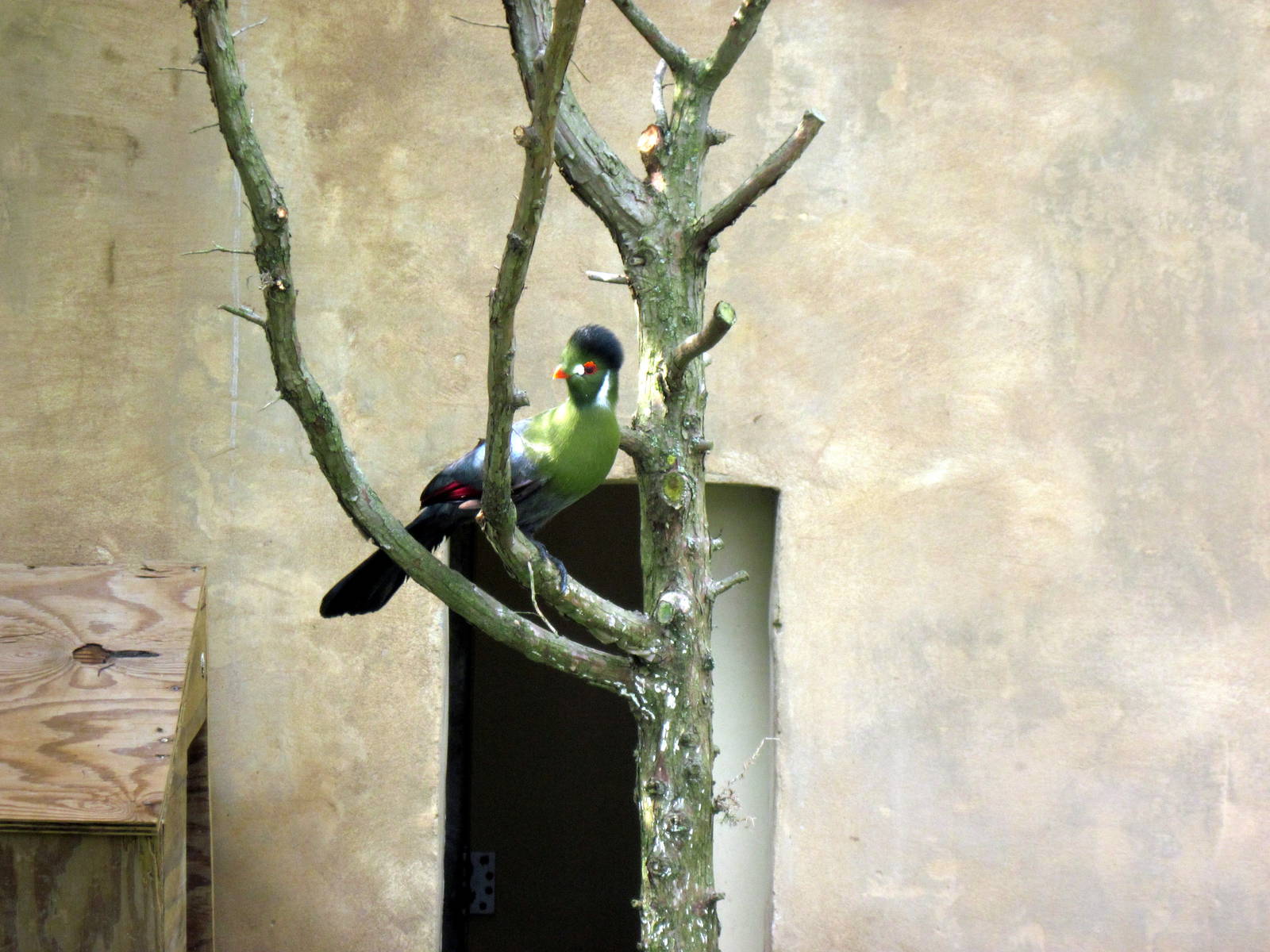 Africa-White-cheeked Turaco