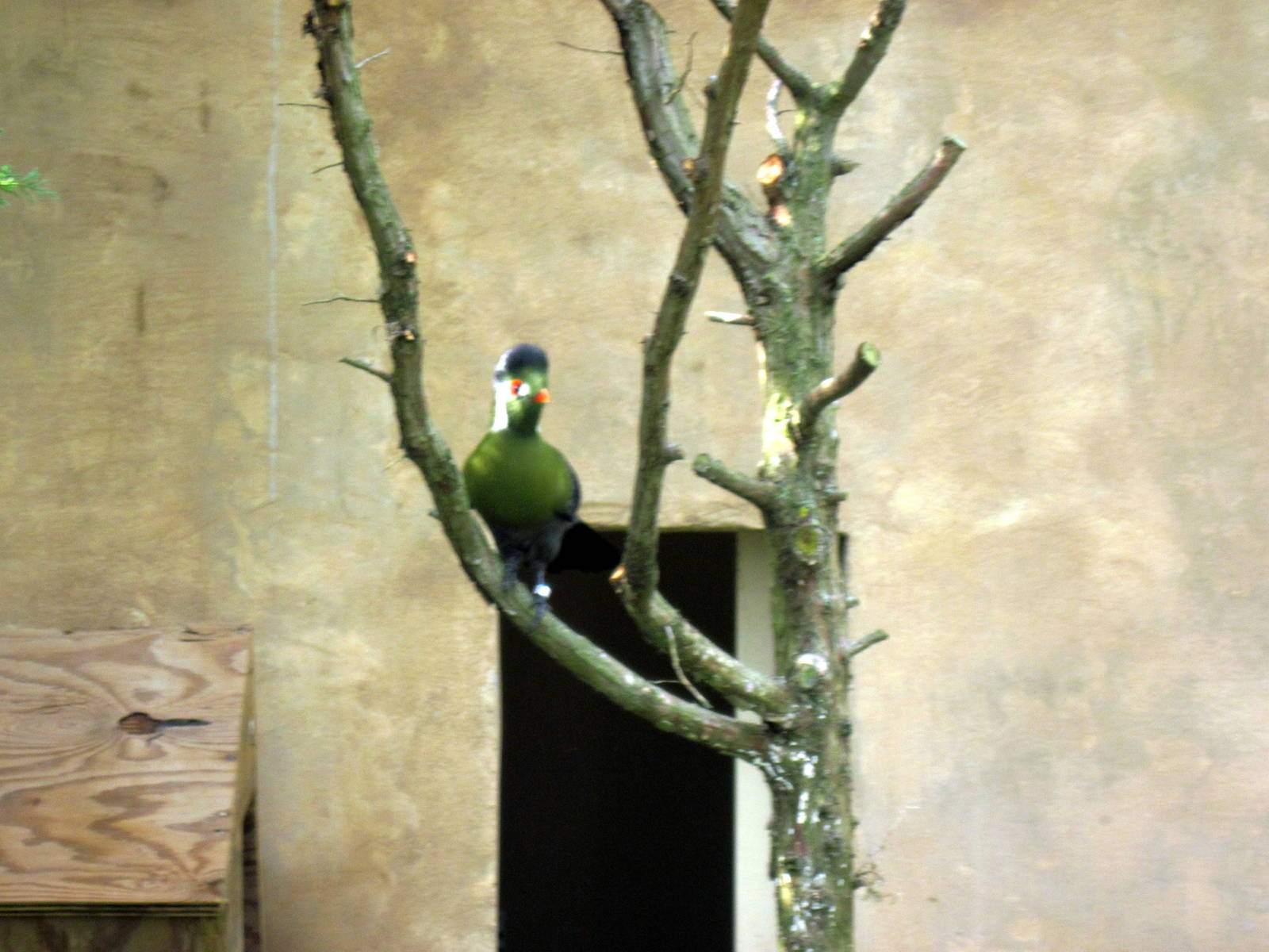 Africa-White-cheeked Turaco