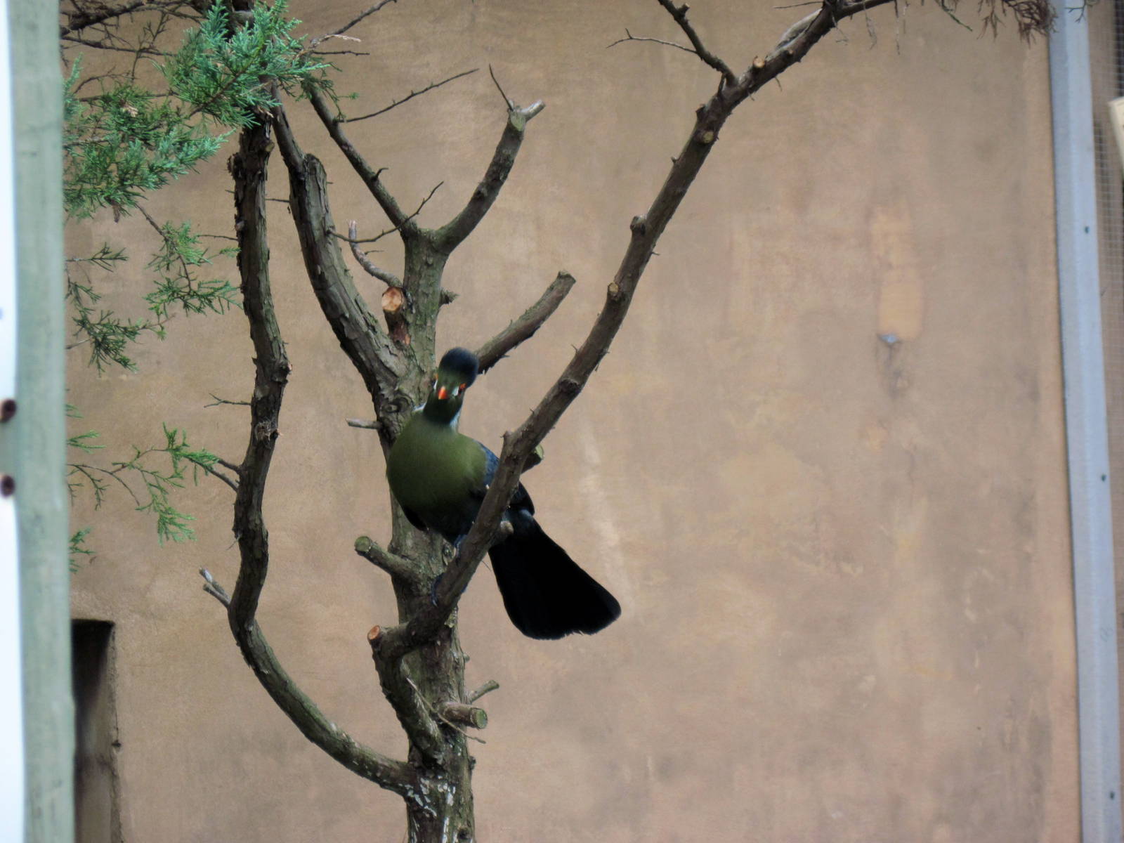 Africa-White-cheeked Turaco
