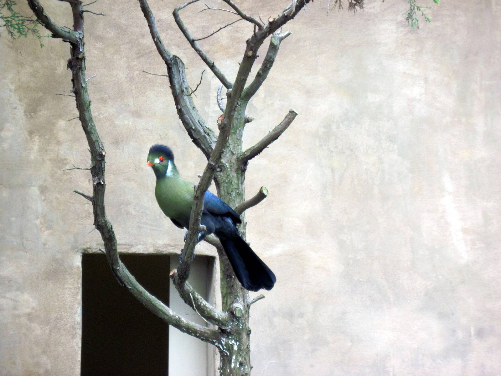 Africa-White-cheeked Turaco