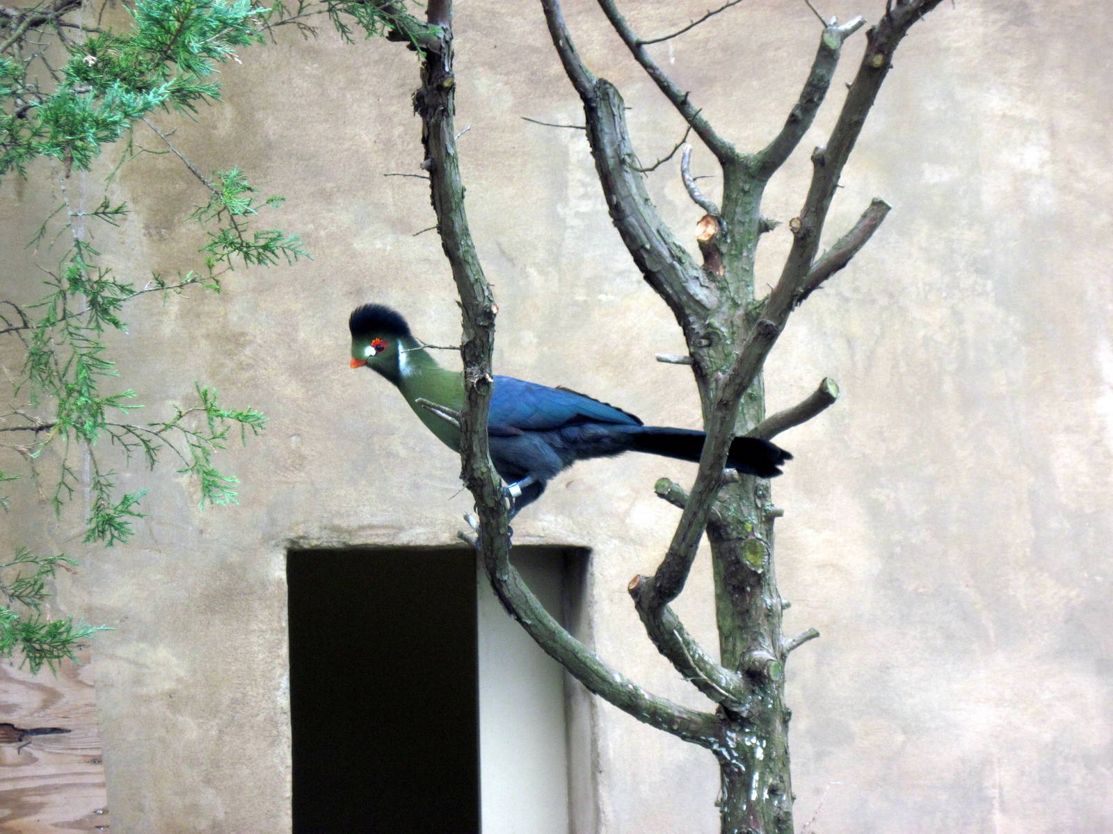 Africa-White-cheeked Turaco