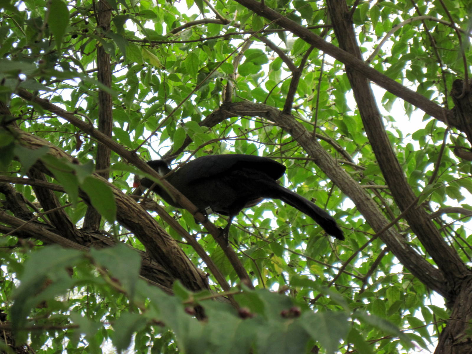 Africa-White-cheeked Turaco