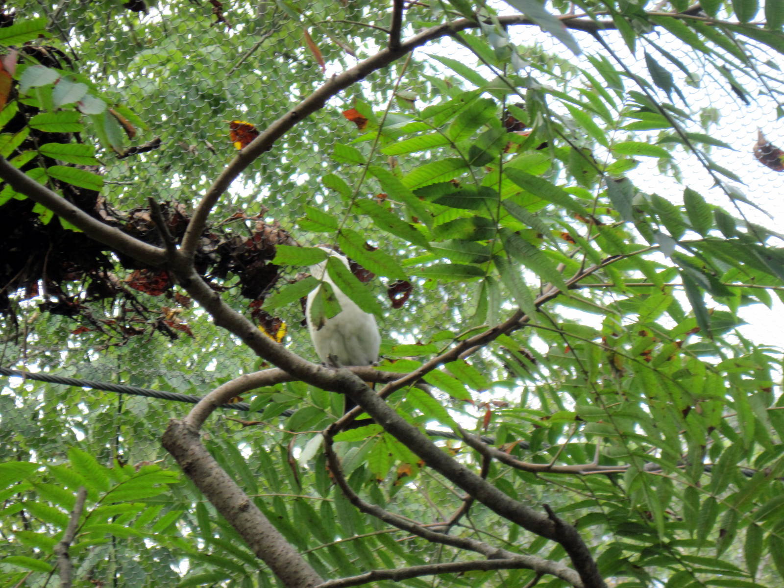 Africa-White-cheeked Turaco