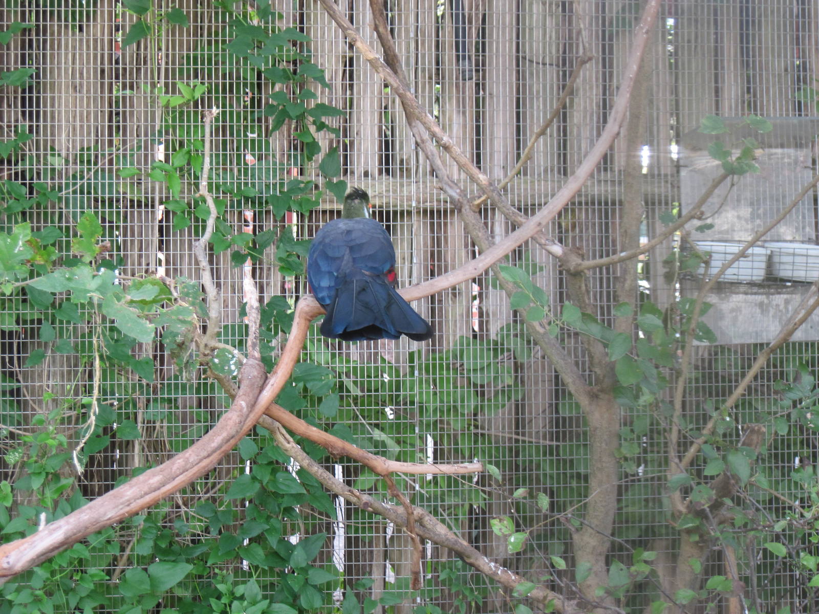 Africa-White-cheeked Turaco