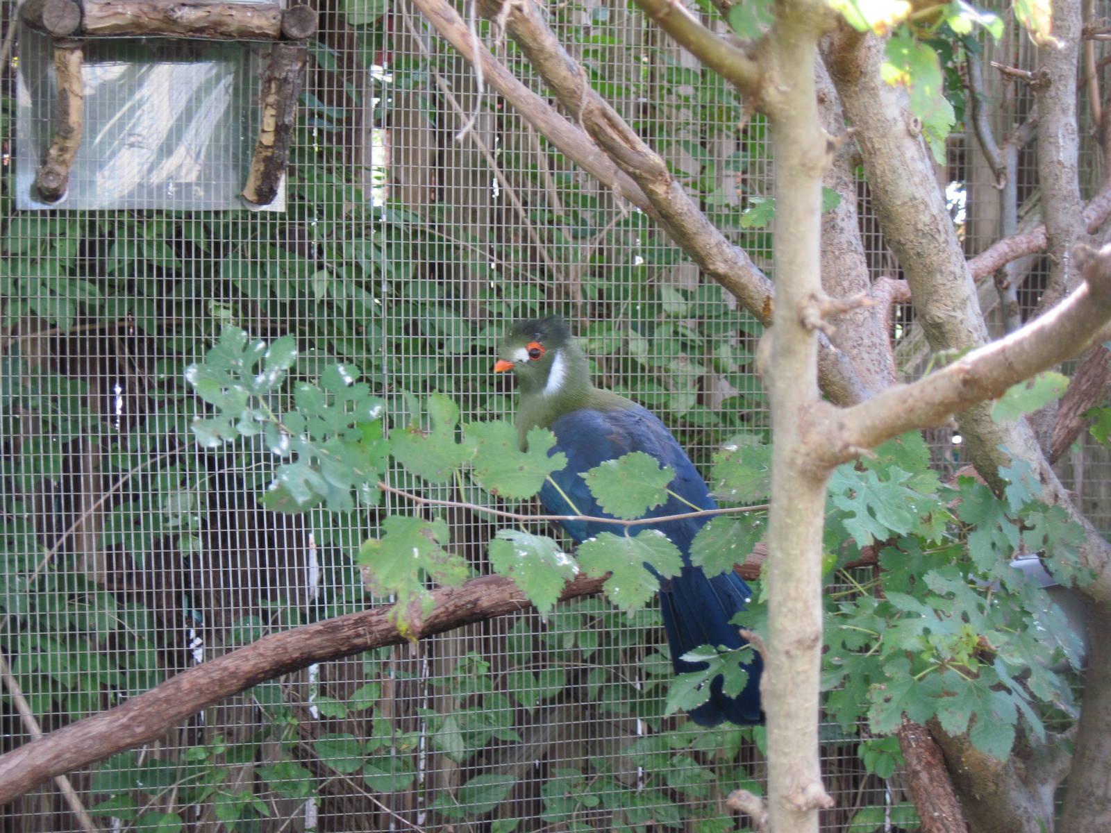 Africa-White-cheeked Turaco