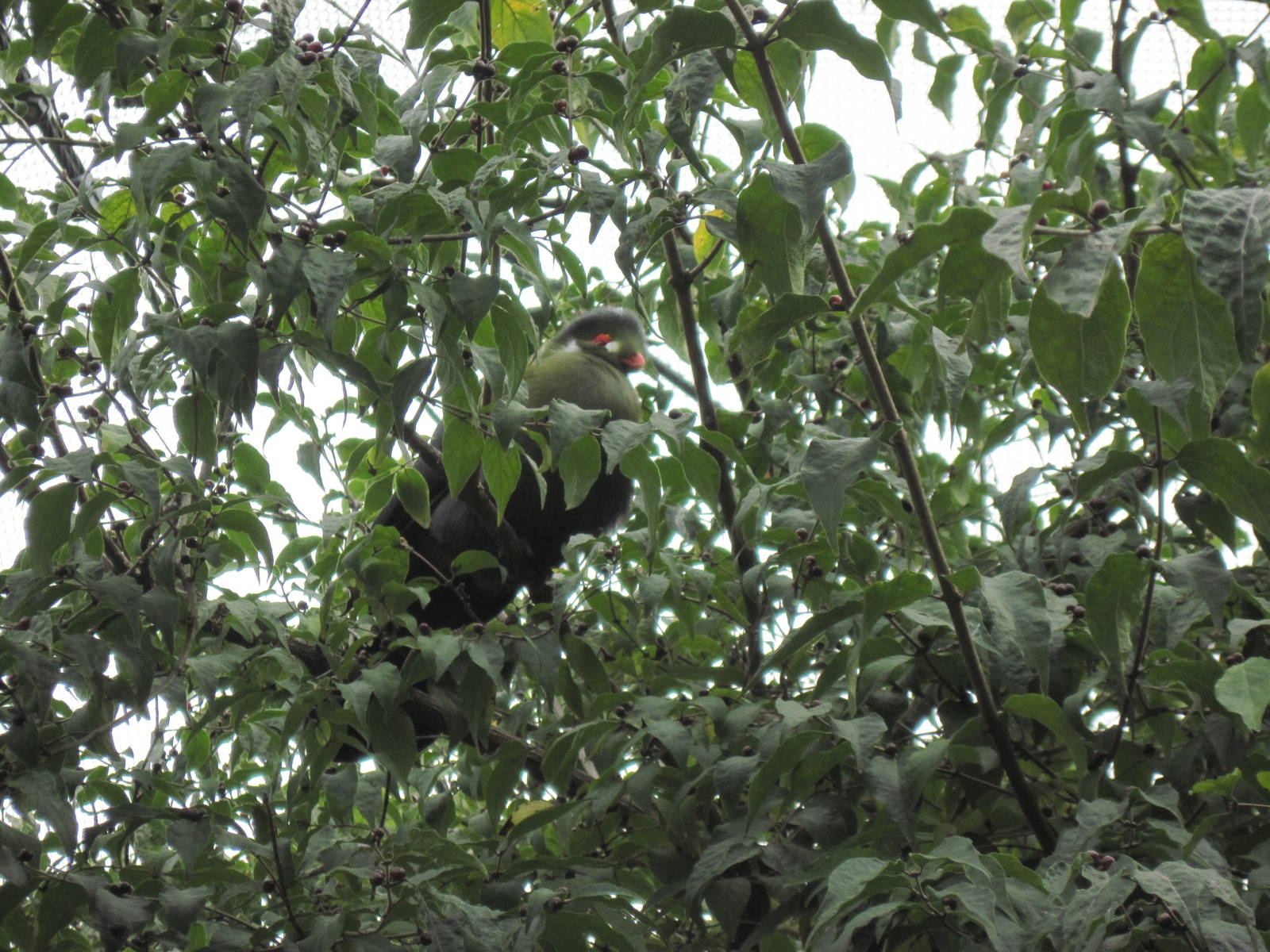 Africa-White-cheeked Turaco