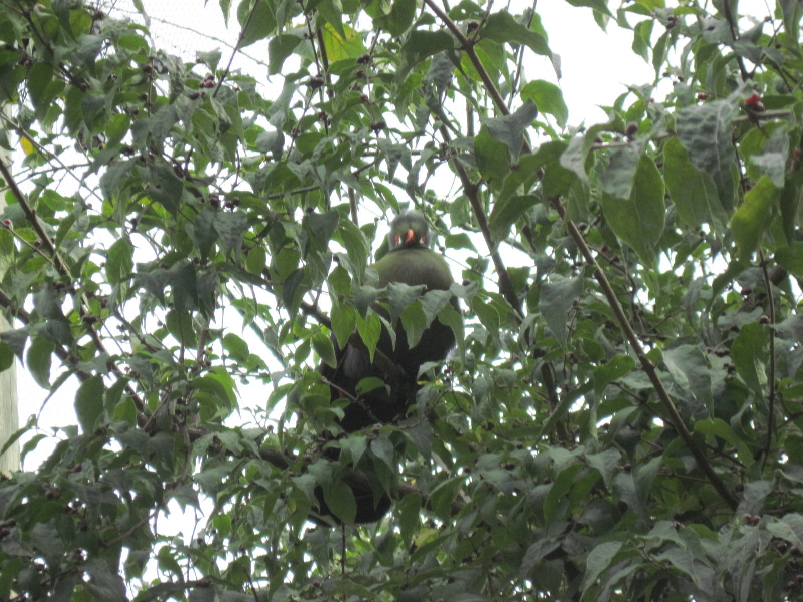 Africa-White-cheeked Turaco