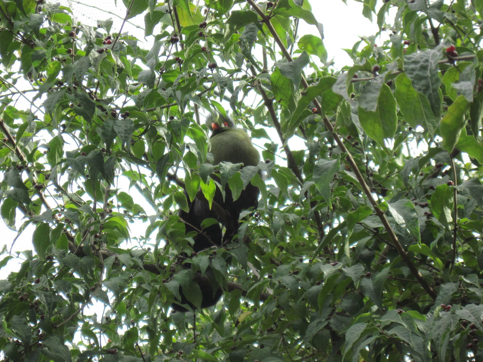 Africa-White-cheeked Turaco