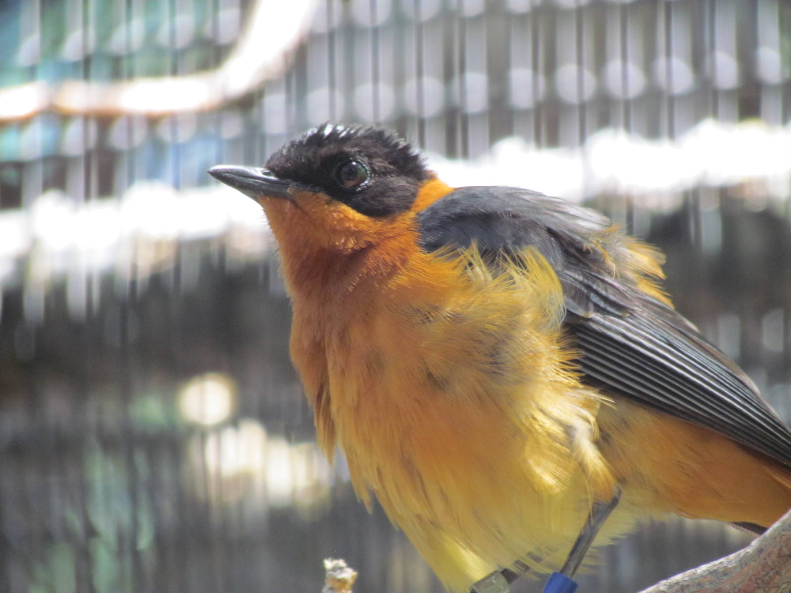 Africa - White-crowned Robin-chat