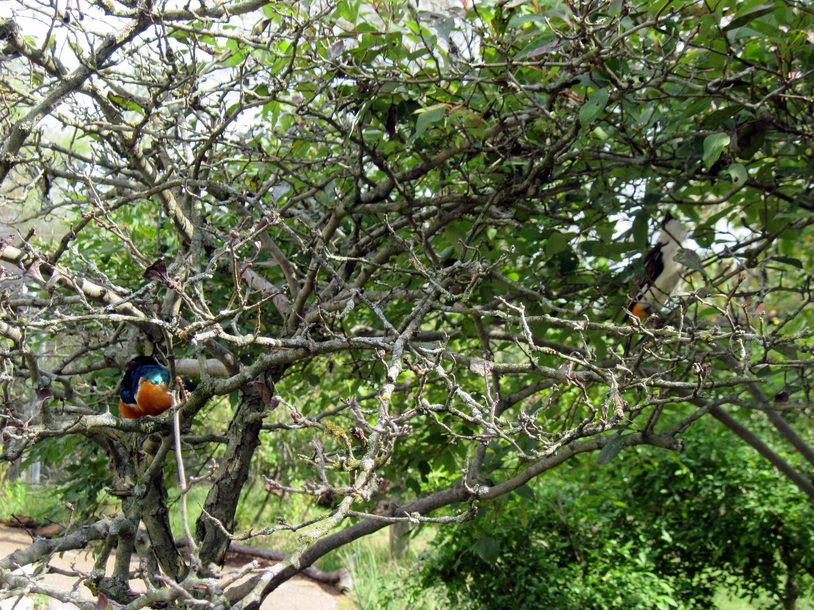 Africa-White-faced Buffalo Weaver and Superb Starling