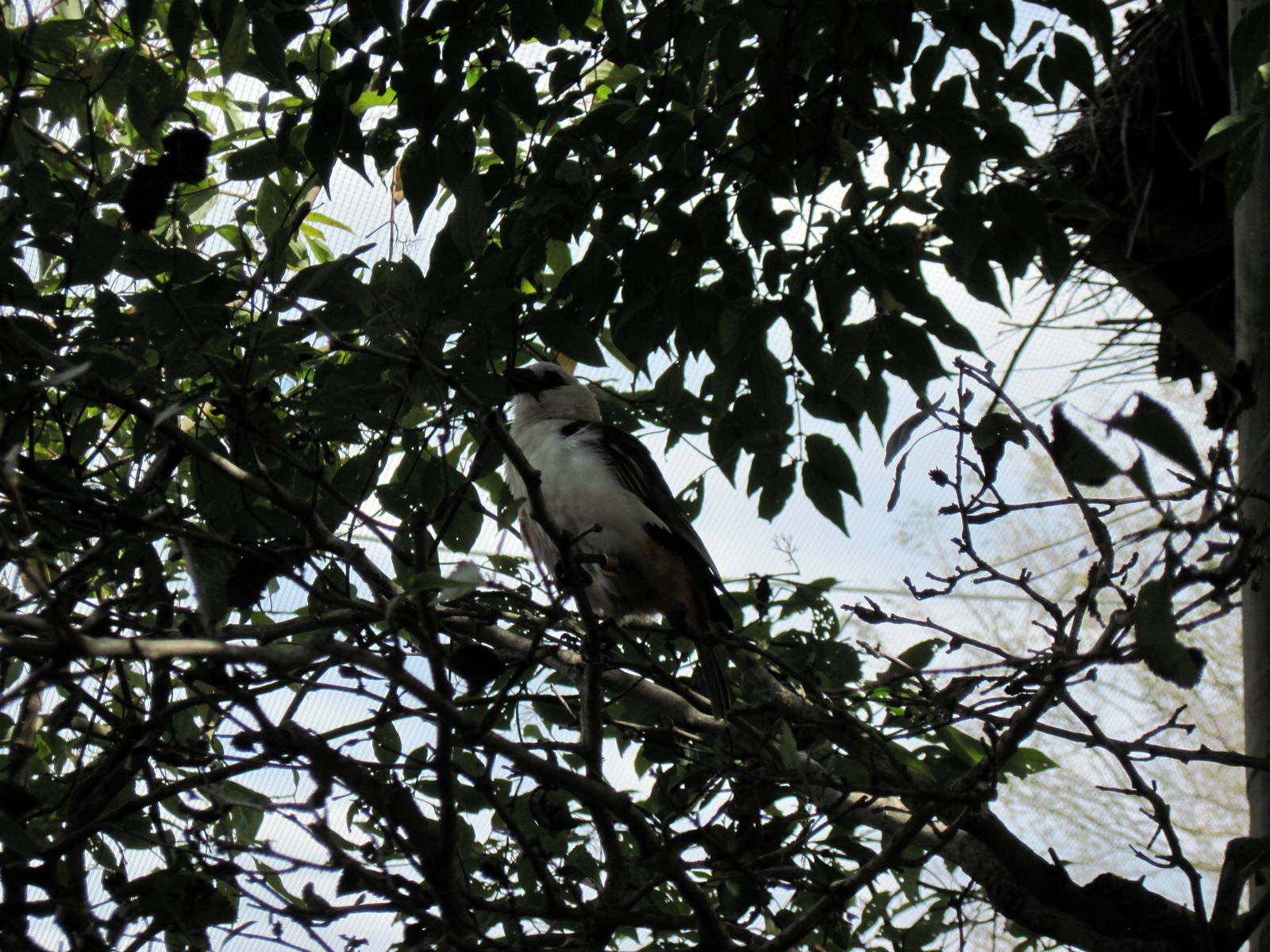 Africa-White-faced Buffalo Weaver