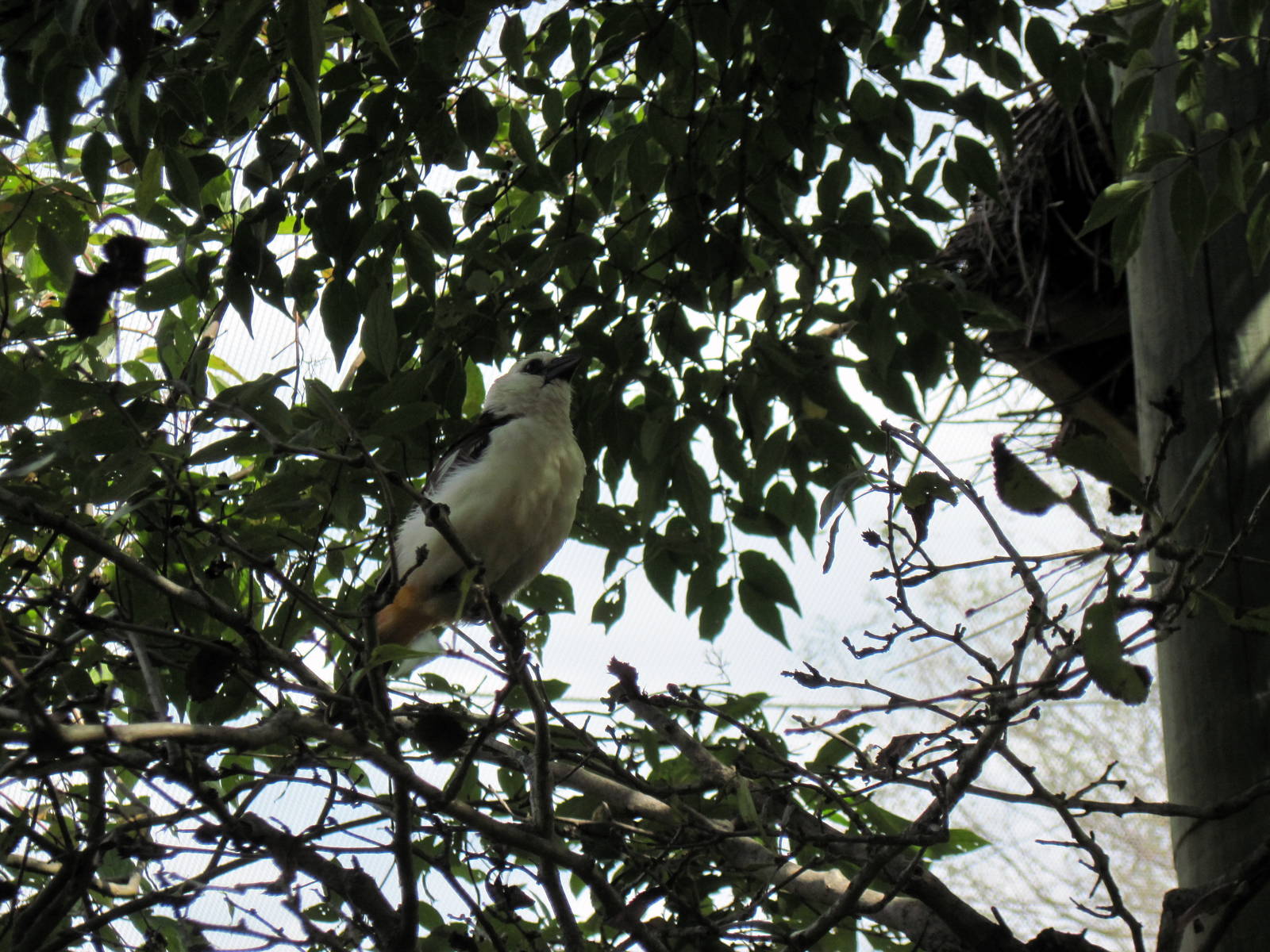 Africa-White-faced Buffalo Weaver