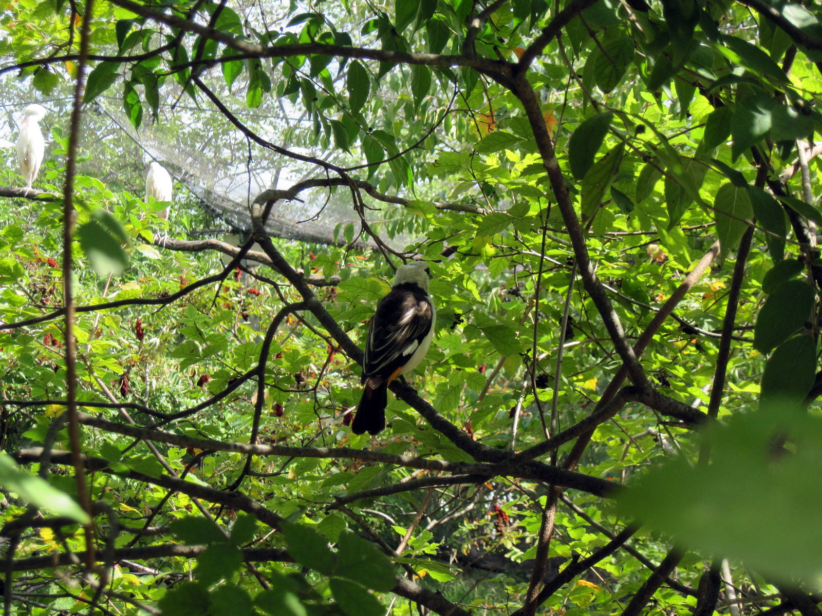 Africa-White-faced Buffalo Weaver