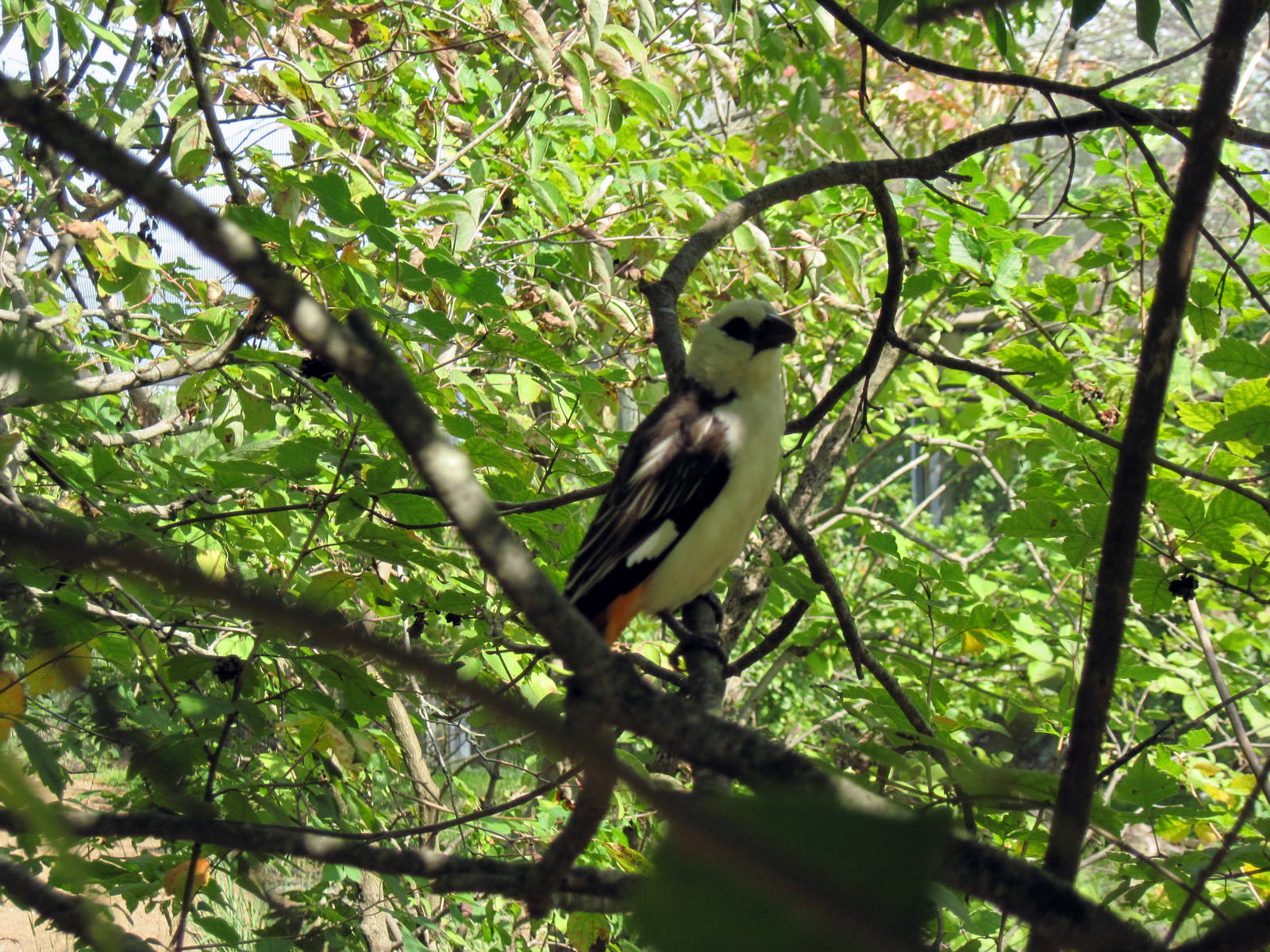 Africa-White-faced Buffalo Weaver