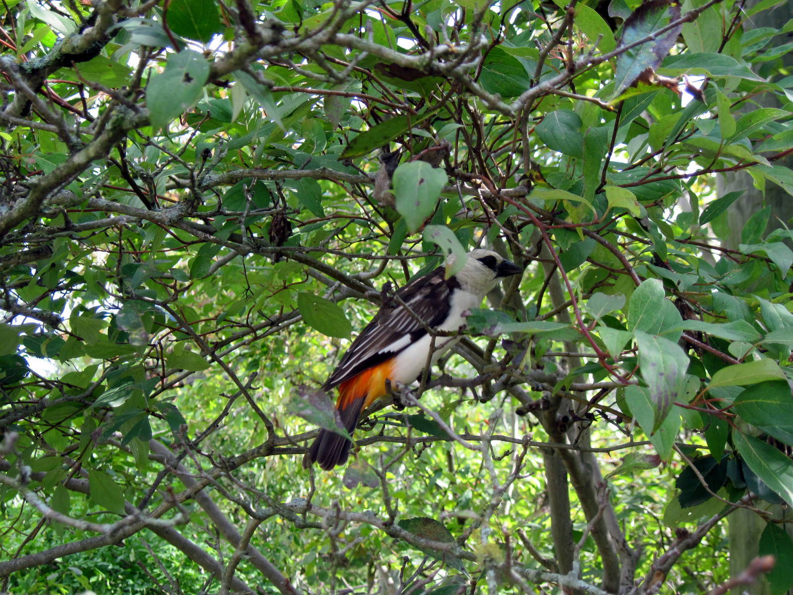 Africa-White-faced Buffalo Weaver