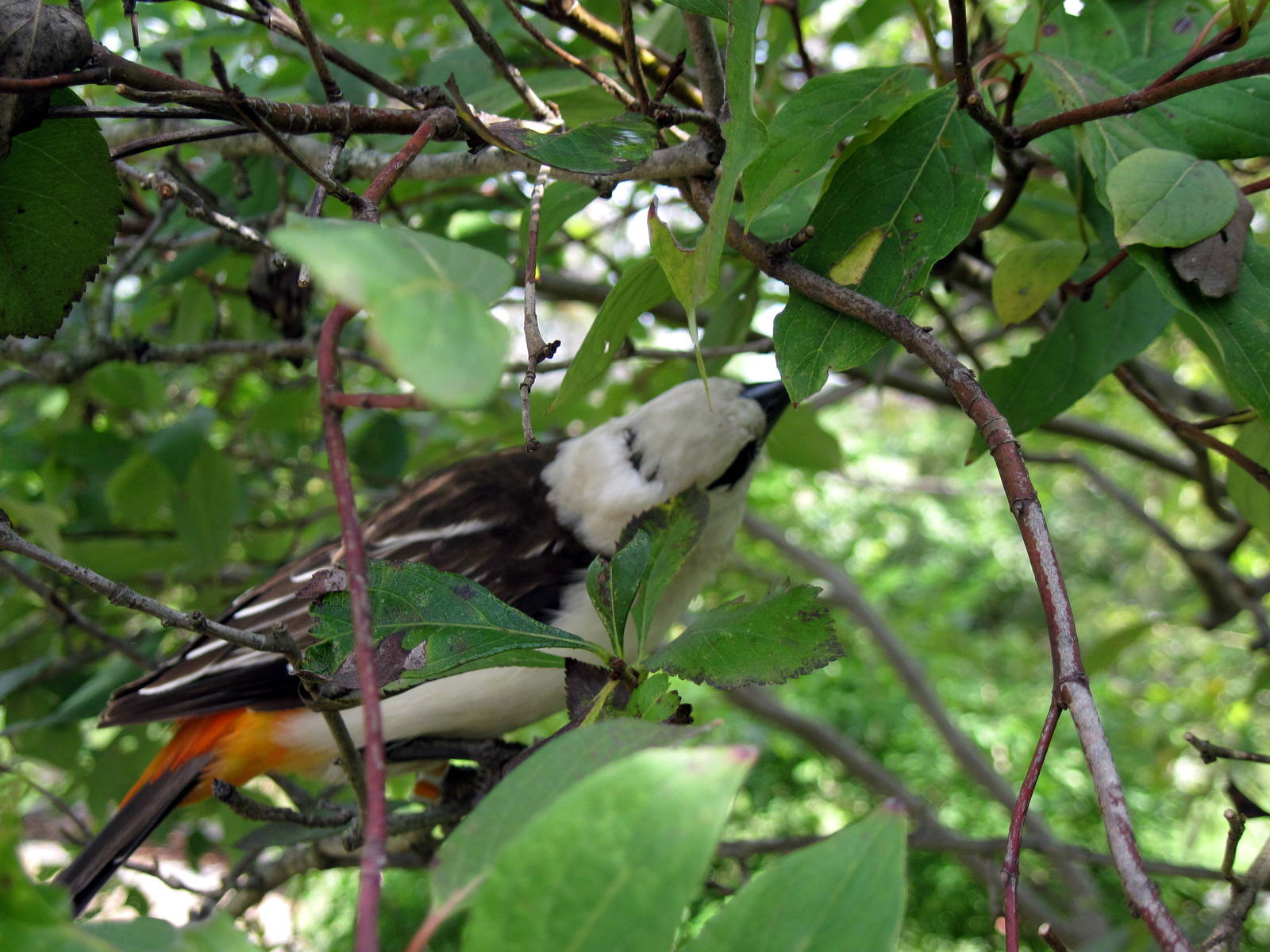 Africa-White-faced Buffalo Weaver